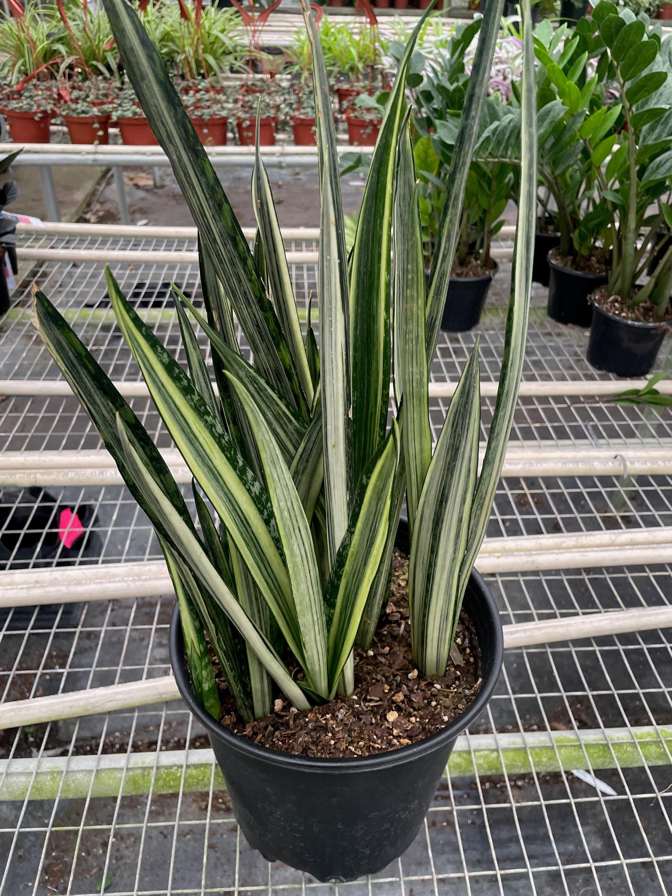 Snake 'Bantel's Sensation'-Indoor Plants-The Succulent Source