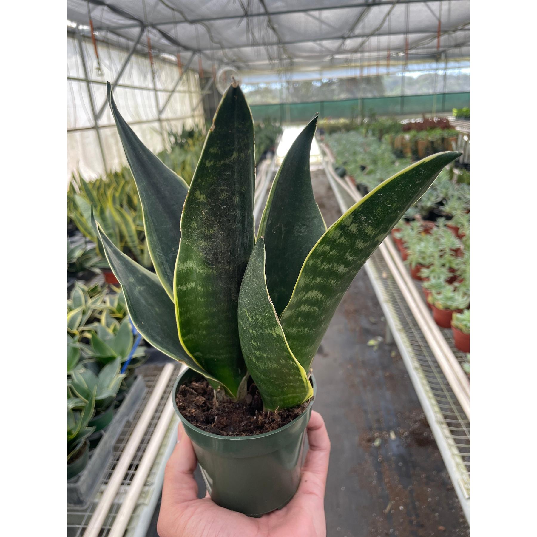 Snake 'Fabi'-Indoor Plants-The Succulent Source