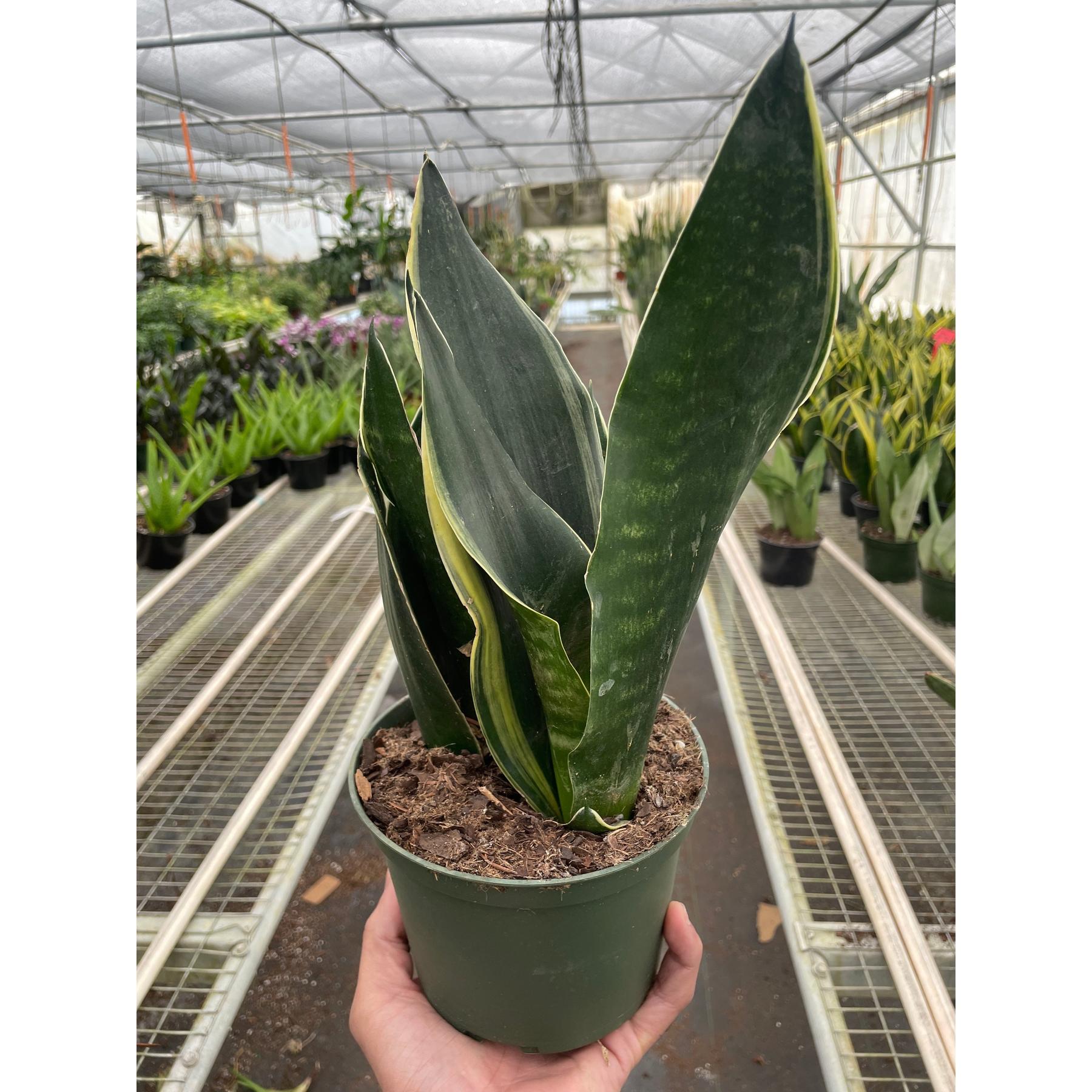 Snake 'Fabi'-Indoor Plants-The Succulent Source