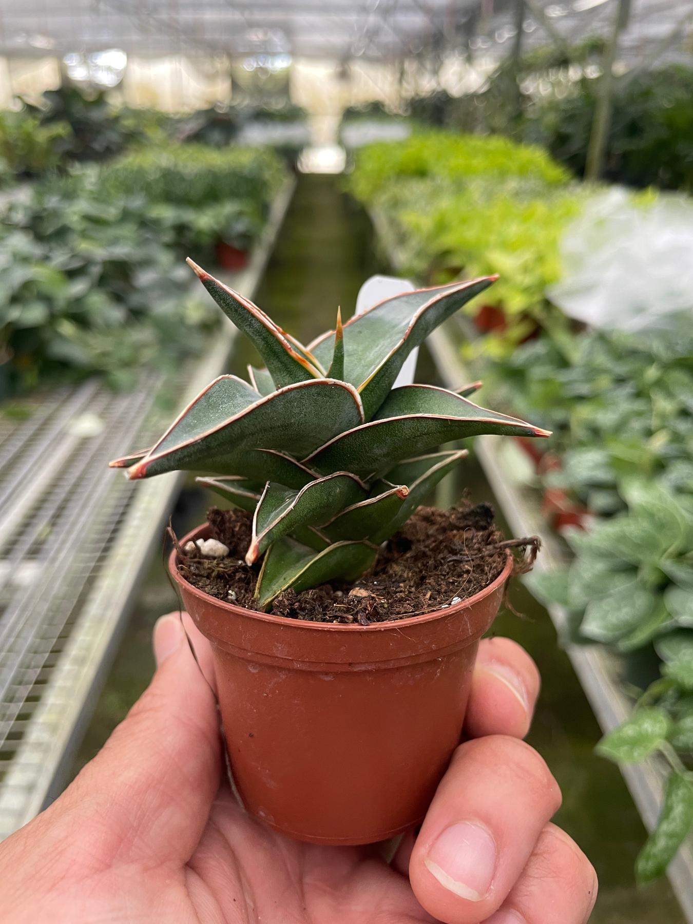 Snake 'Lavranos'-6" Plant (1pk/$4.5) ($10 Ship/31oz)-The Succulent Source