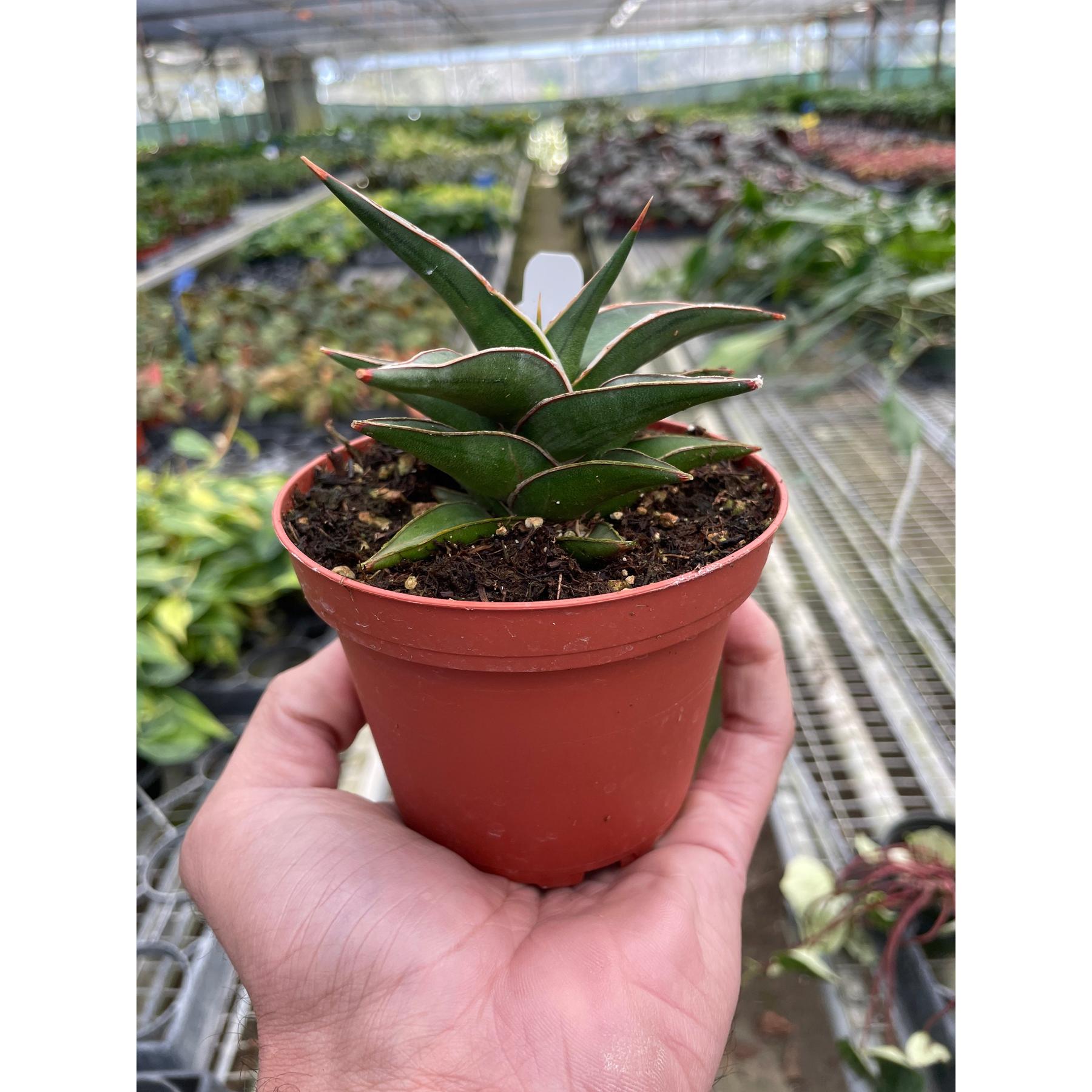 Snake 'Lavranos'-6" Plant (1pk/$4.5) ($10 Ship/31oz)-The Succulent Source