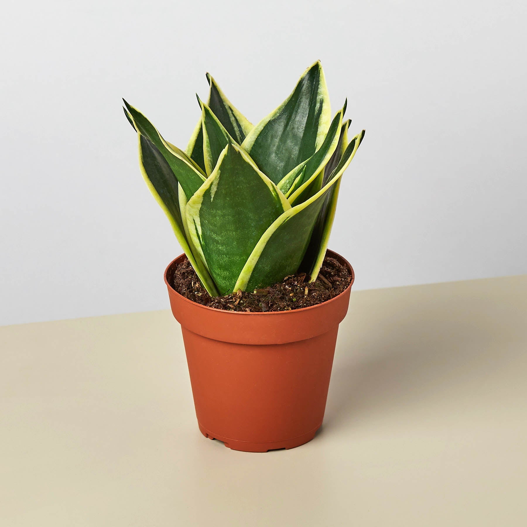 Snake Plant 'Black Gold'-Indoor Plants-The Succulent Source