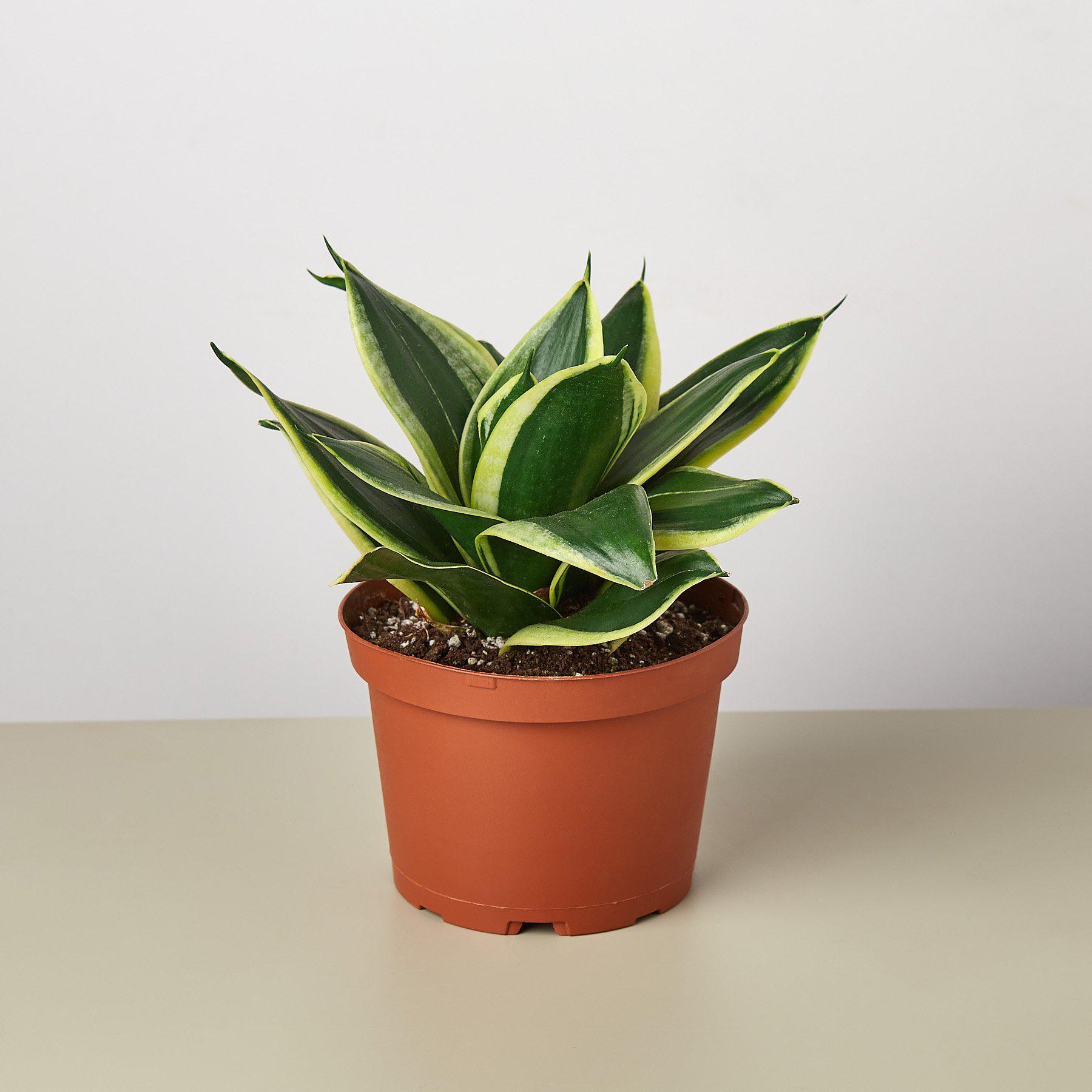 Snake Plant 'Black Gold'-Indoor Plants-The Succulent Source