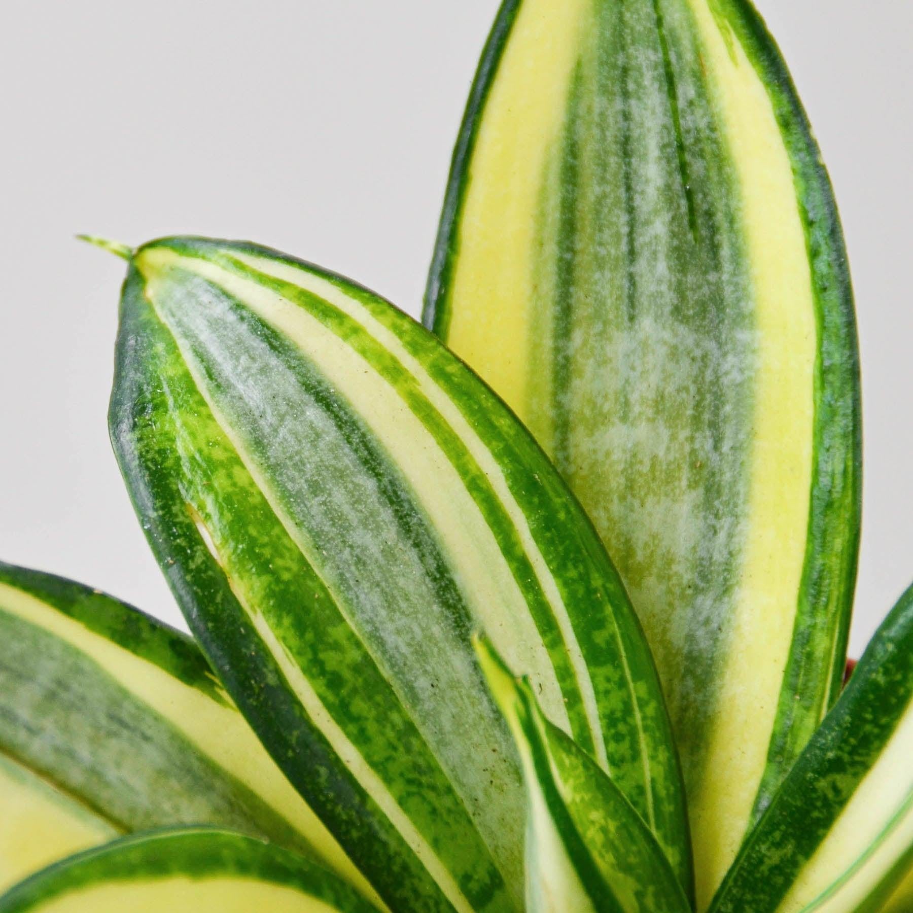 Snake Plant 'Gold Hahnii'-Indoor Plants-The Succulent Source