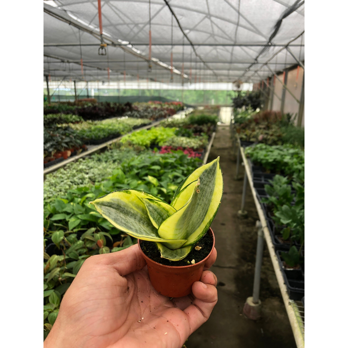 Snake Plant 'Gold Hahnii'-Indoor Plants-The Succulent Source