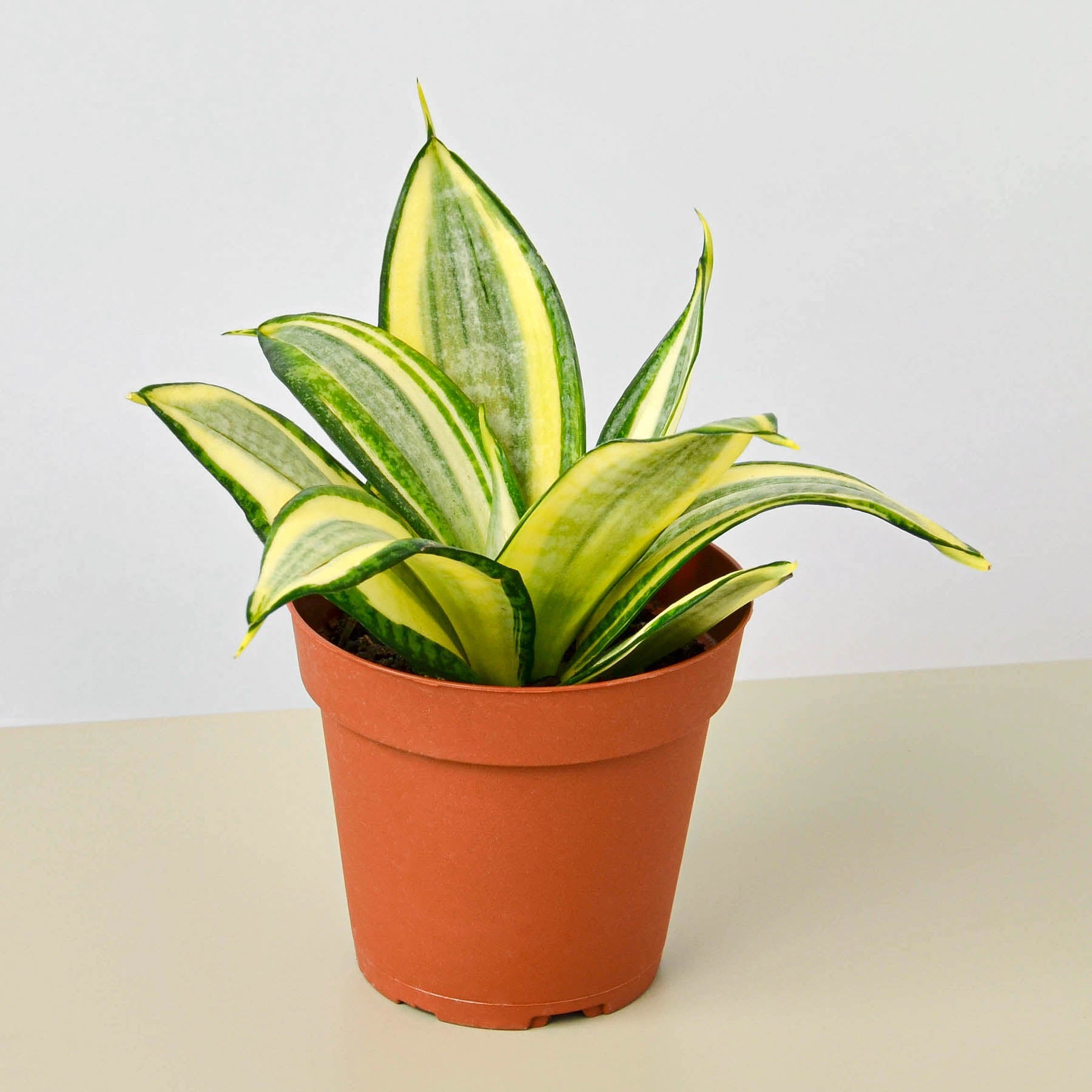 Snake Plant 'Gold Hahnii'-Indoor Plants-The Succulent Source