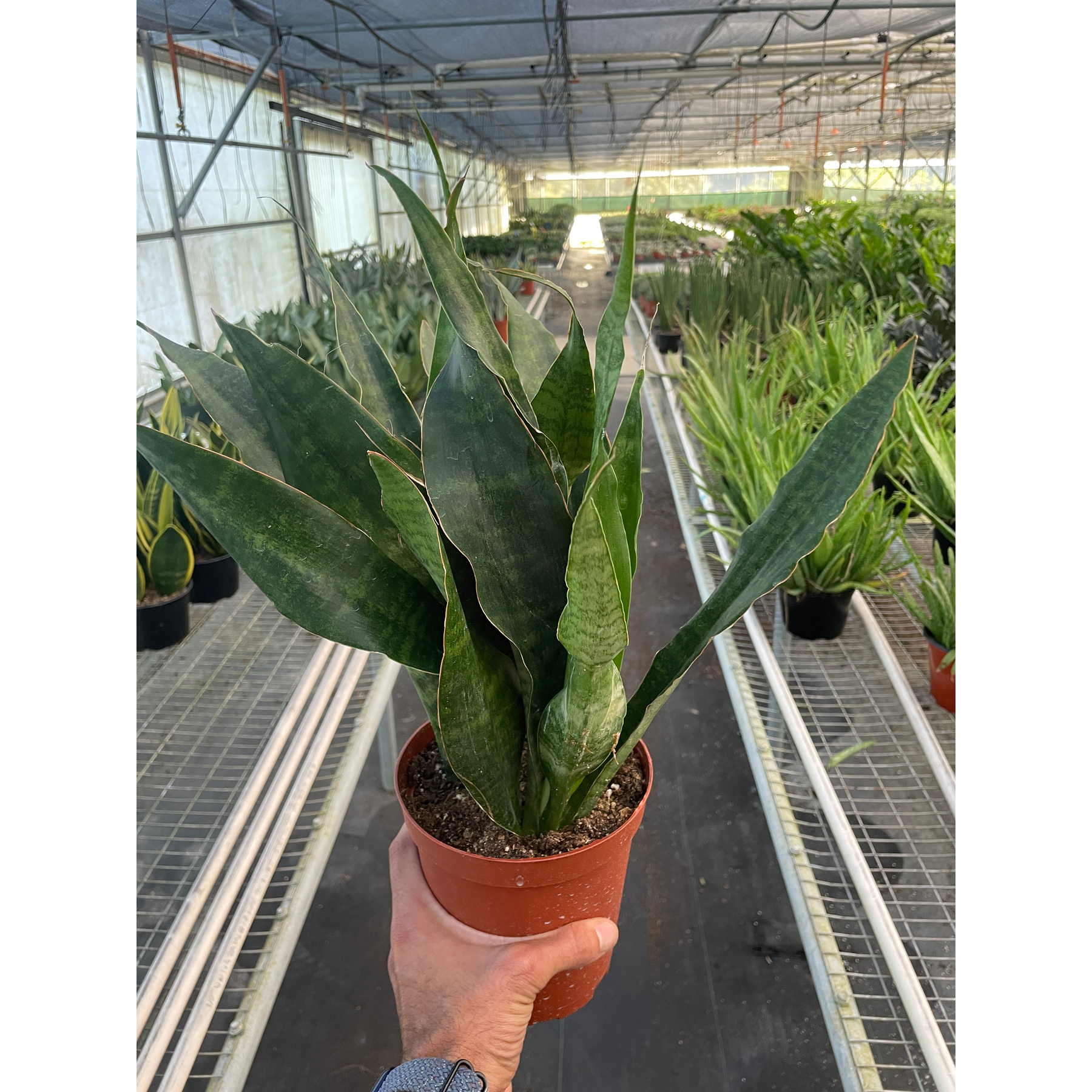 Snake Plant 'Jaboa'-Indoor Plants-The Succulent Source