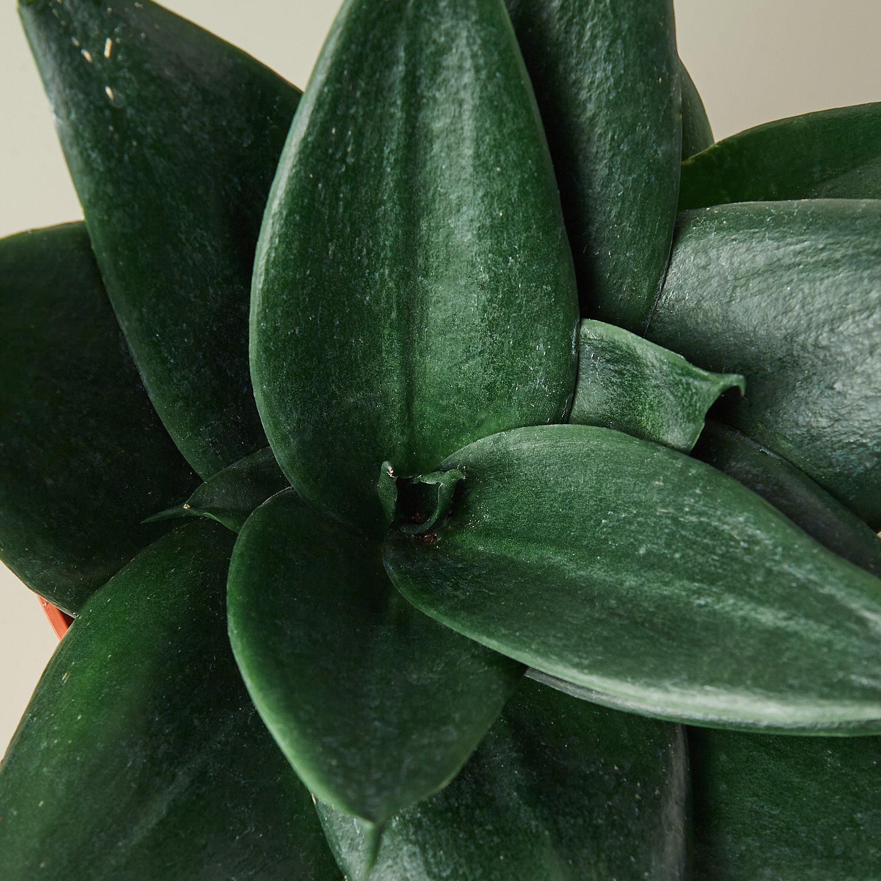 Snake Plant 'Jade'-Indoor Plants-The Succulent Source