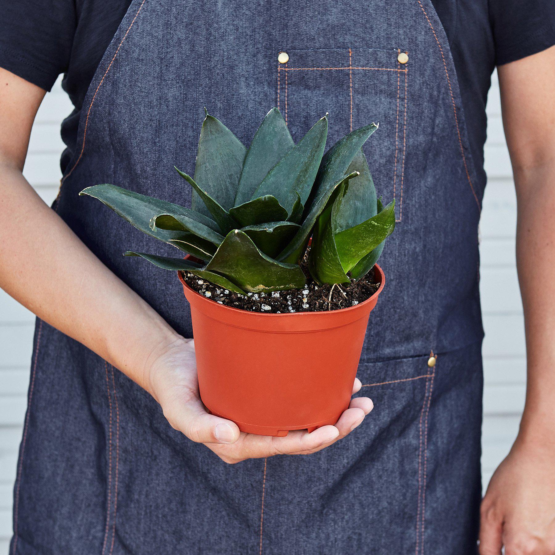 Snake Plant 'Jade'-Indoor Plants-The Succulent Source