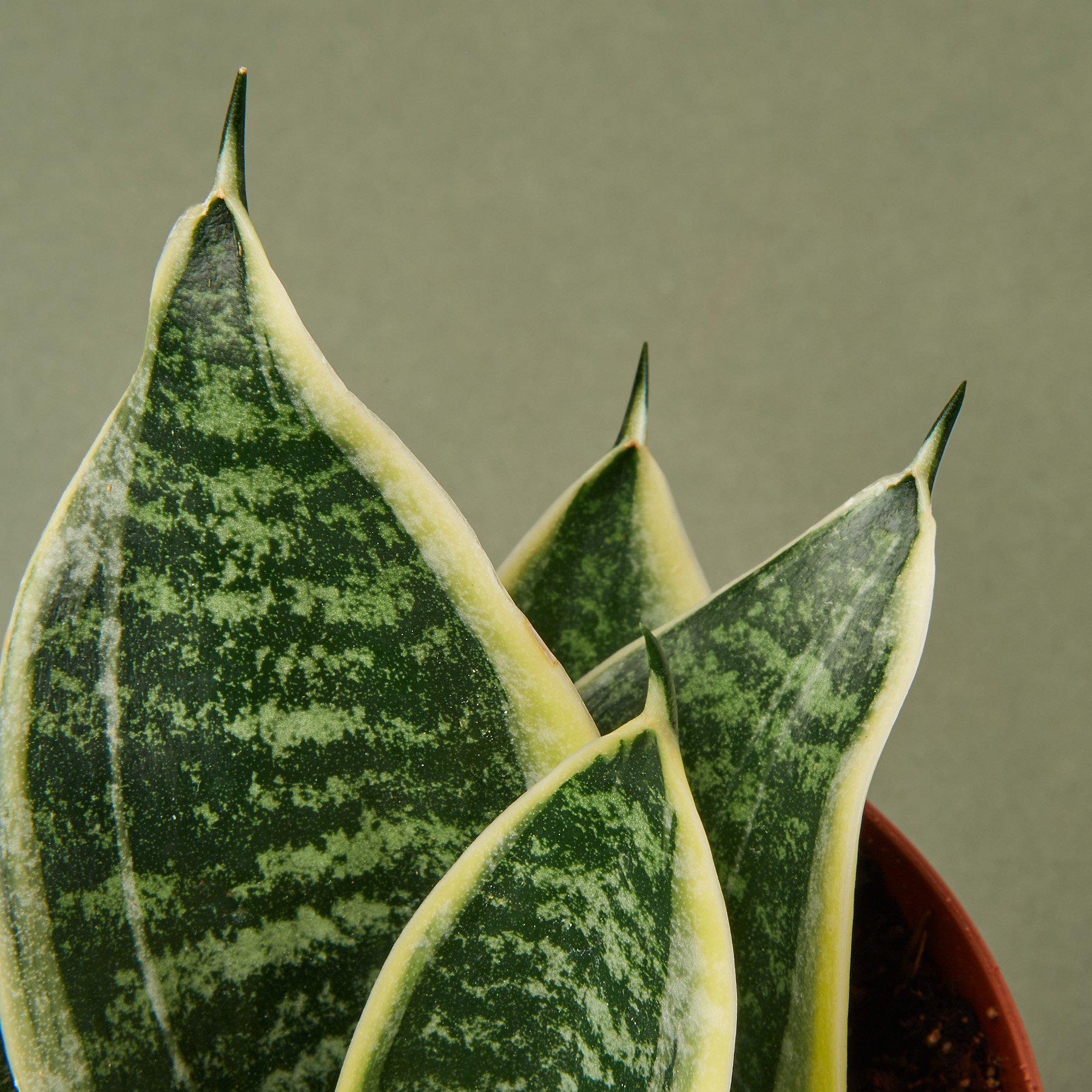 Snake Plant 'Laurentii Dwarf'-Indoor Plants-The Succulent Source