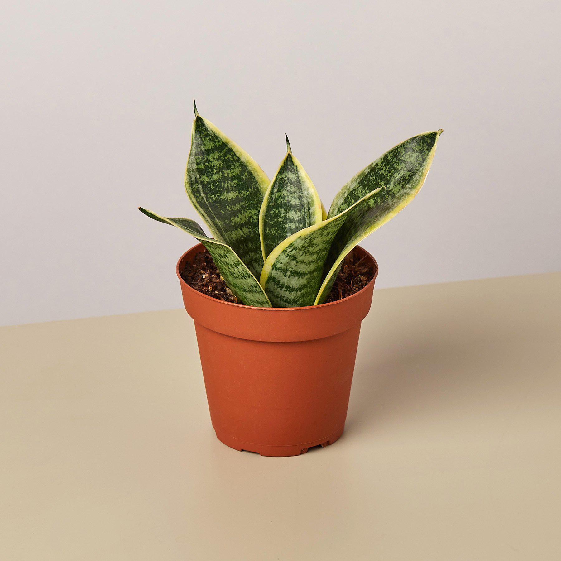 Snake Plant 'Laurentii Dwarf'-Indoor Plants-The Succulent Source