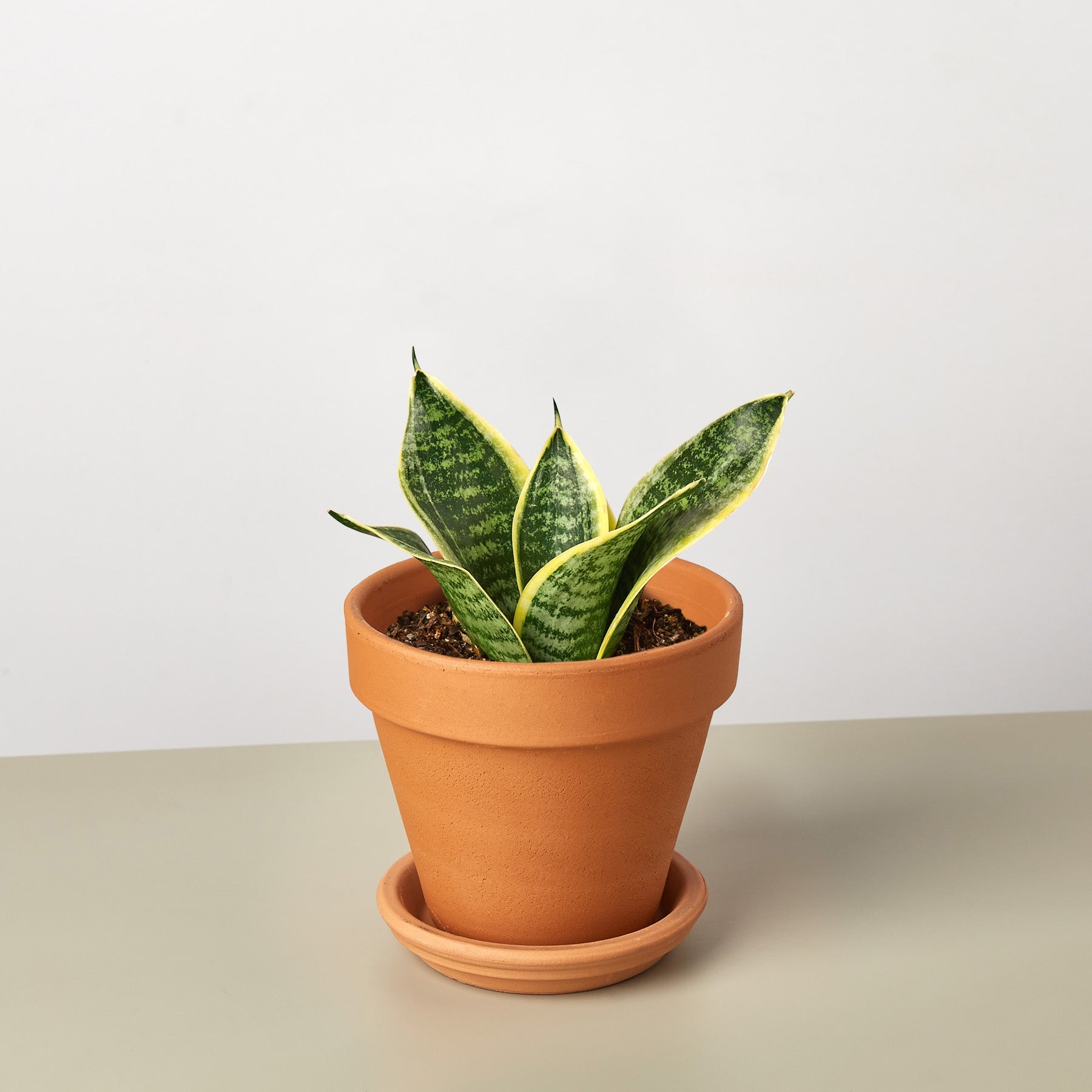 Snake Plant 'Laurentii Dwarf'-Indoor Plants-The Succulent Source