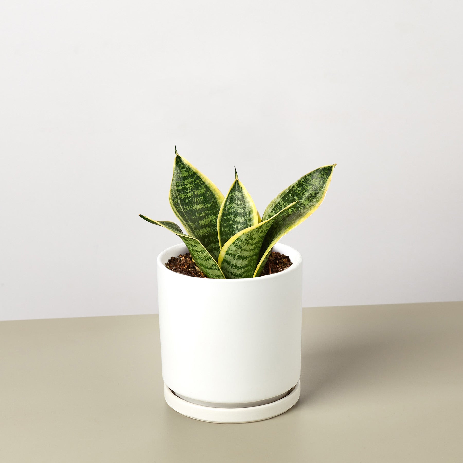 Snake Plant 'Laurentii Dwarf'-Indoor Plants-The Succulent Source