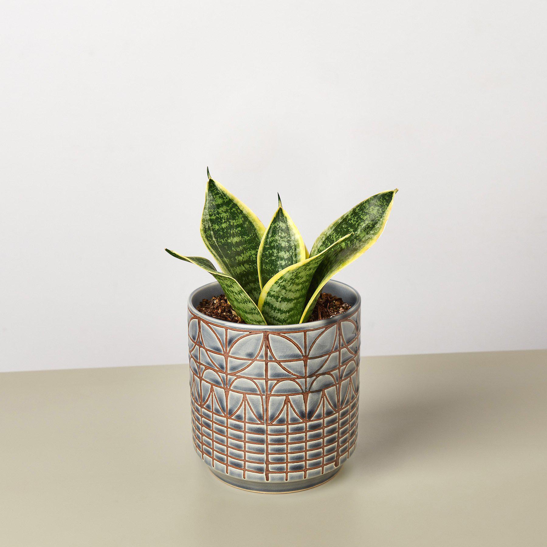 Snake Plant 'Laurentii Dwarf'-Indoor Plants-The Succulent Source