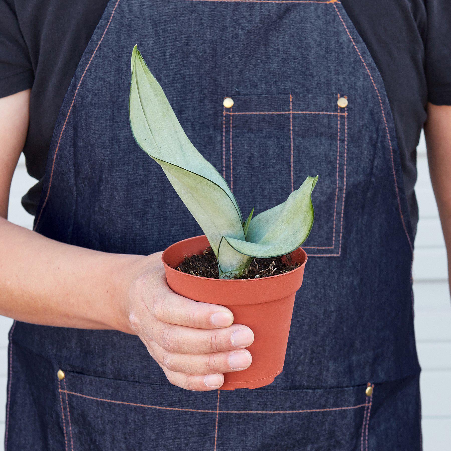 Snake Plant 'Moonshine'-Indoor Plants-The Succulent Source