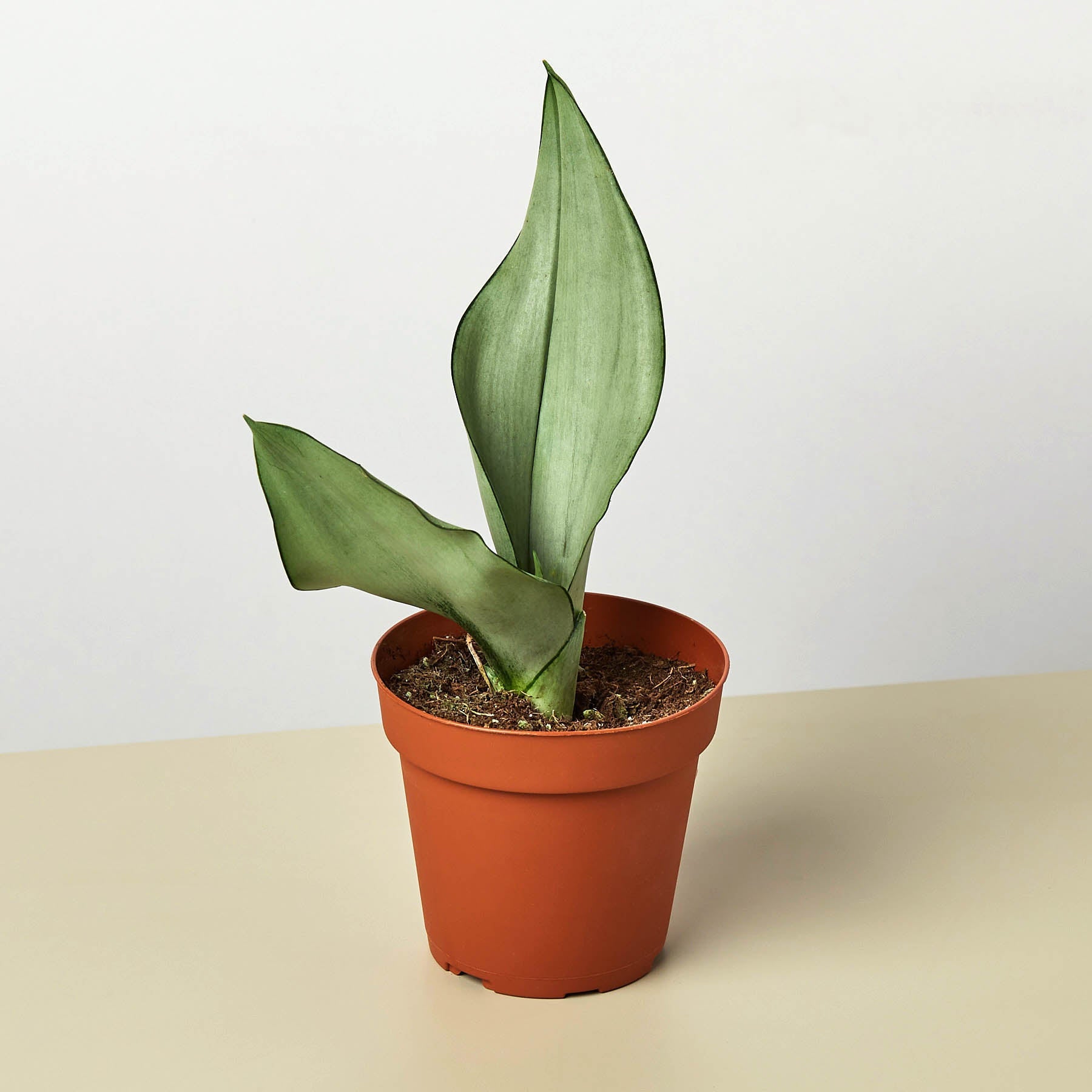 Snake Plant 'Moonshine'-Indoor Plants-The Succulent Source