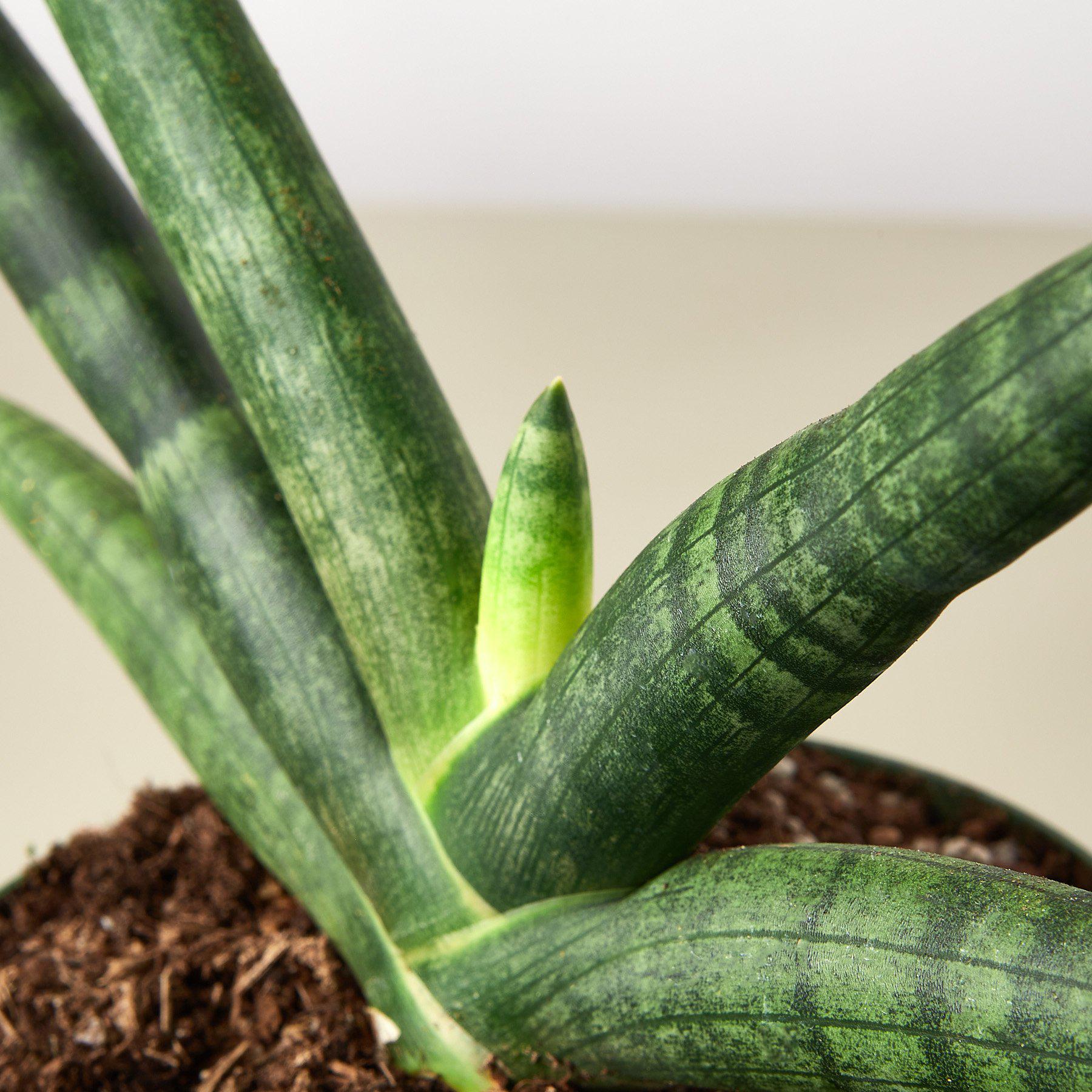 Snake Plant 'Starfish'-Indoor Plants-The Succulent Source
