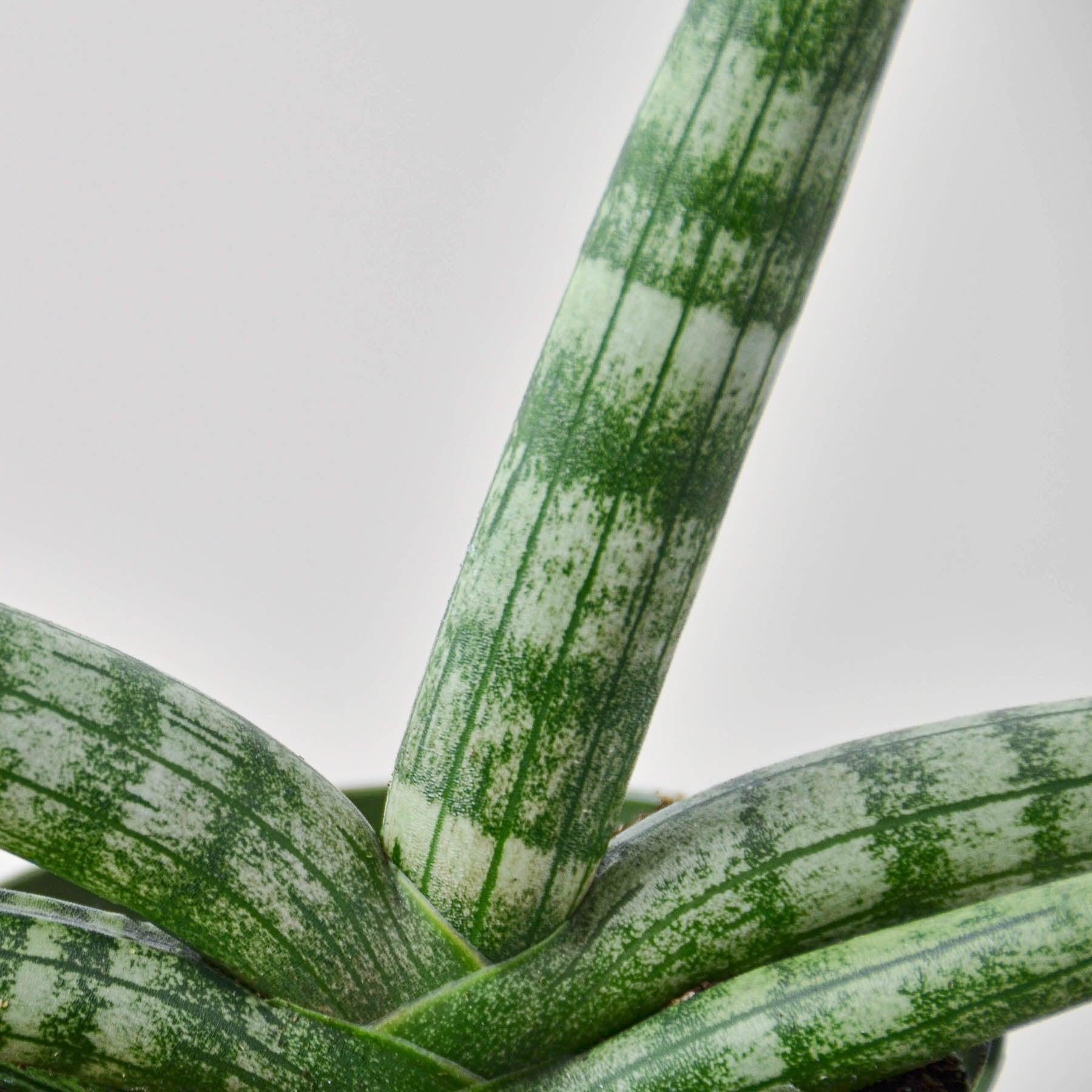 Snake Plant 'Starfish'-Indoor Plants-The Succulent Source