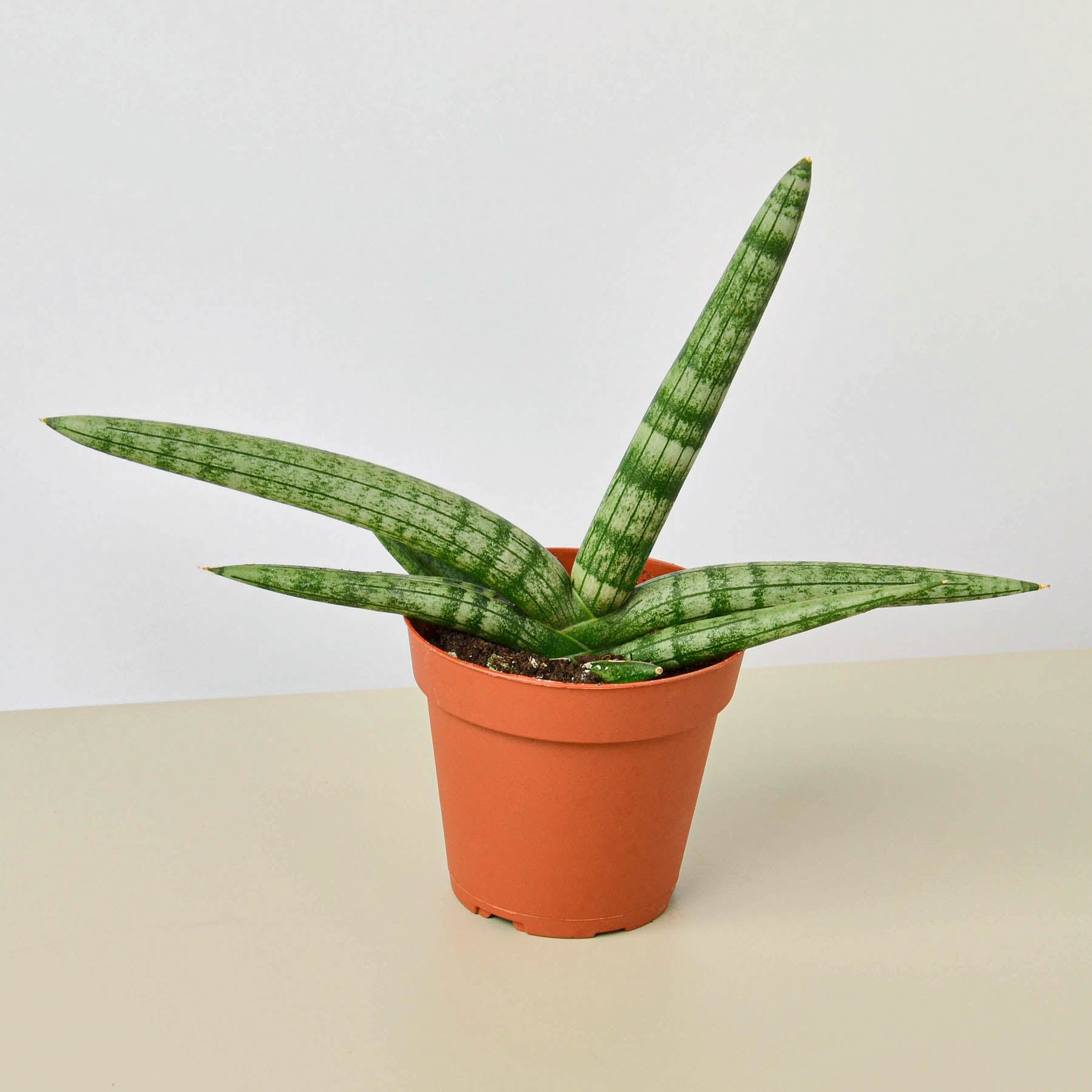 Snake Plant 'Starfish'-Indoor Plants-The Succulent Source