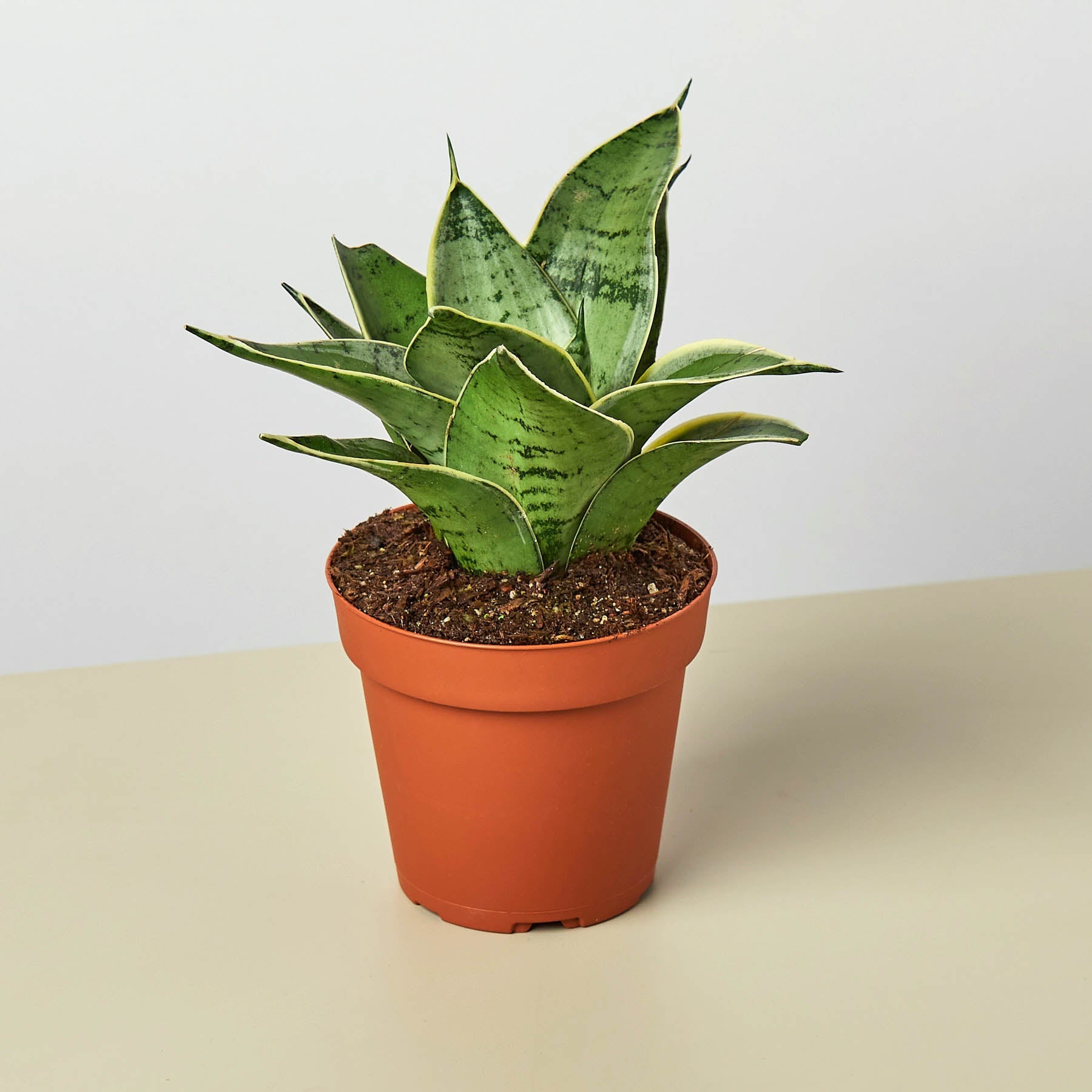 Snake Plant 'Starlight'-Indoor Plants-The Succulent Source