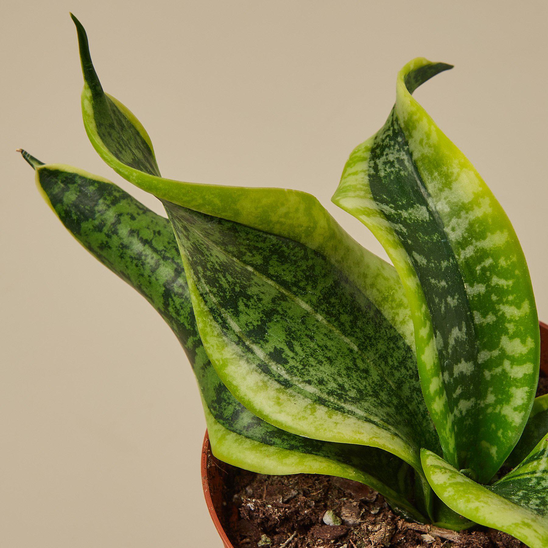 Snake Plant 'Twist'-Indoor Plants-The Succulent Source