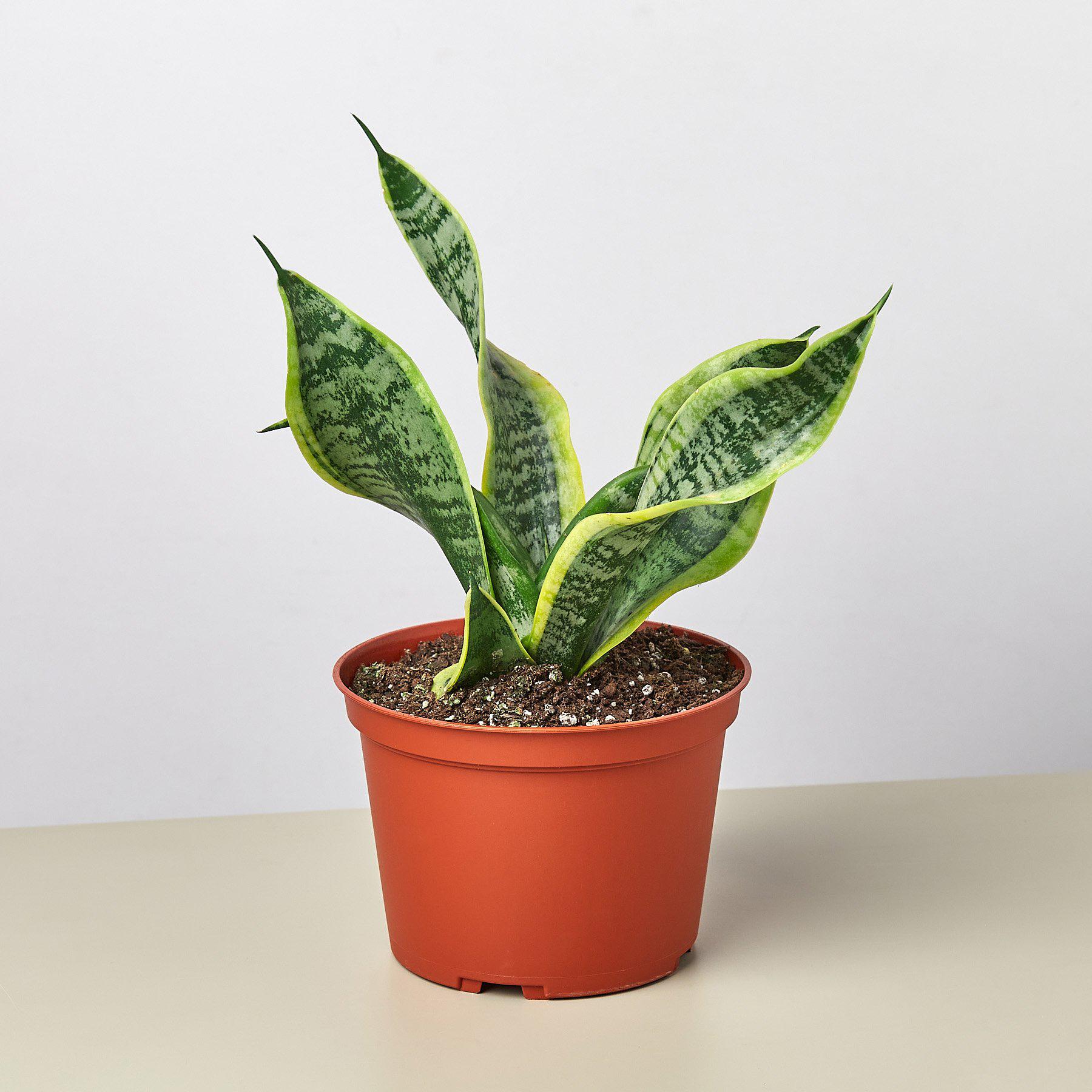 Snake Plant 'Twist'-Indoor Plants-The Succulent Source