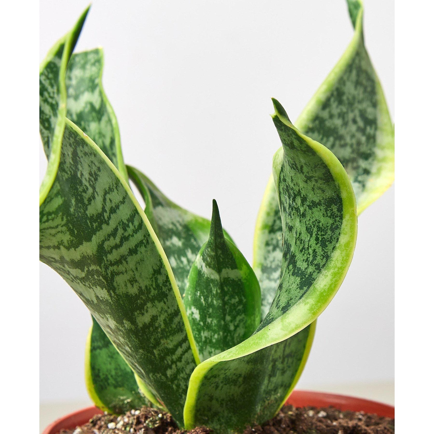 Snake Plant 'Twist'-Indoor Plants-The Succulent Source