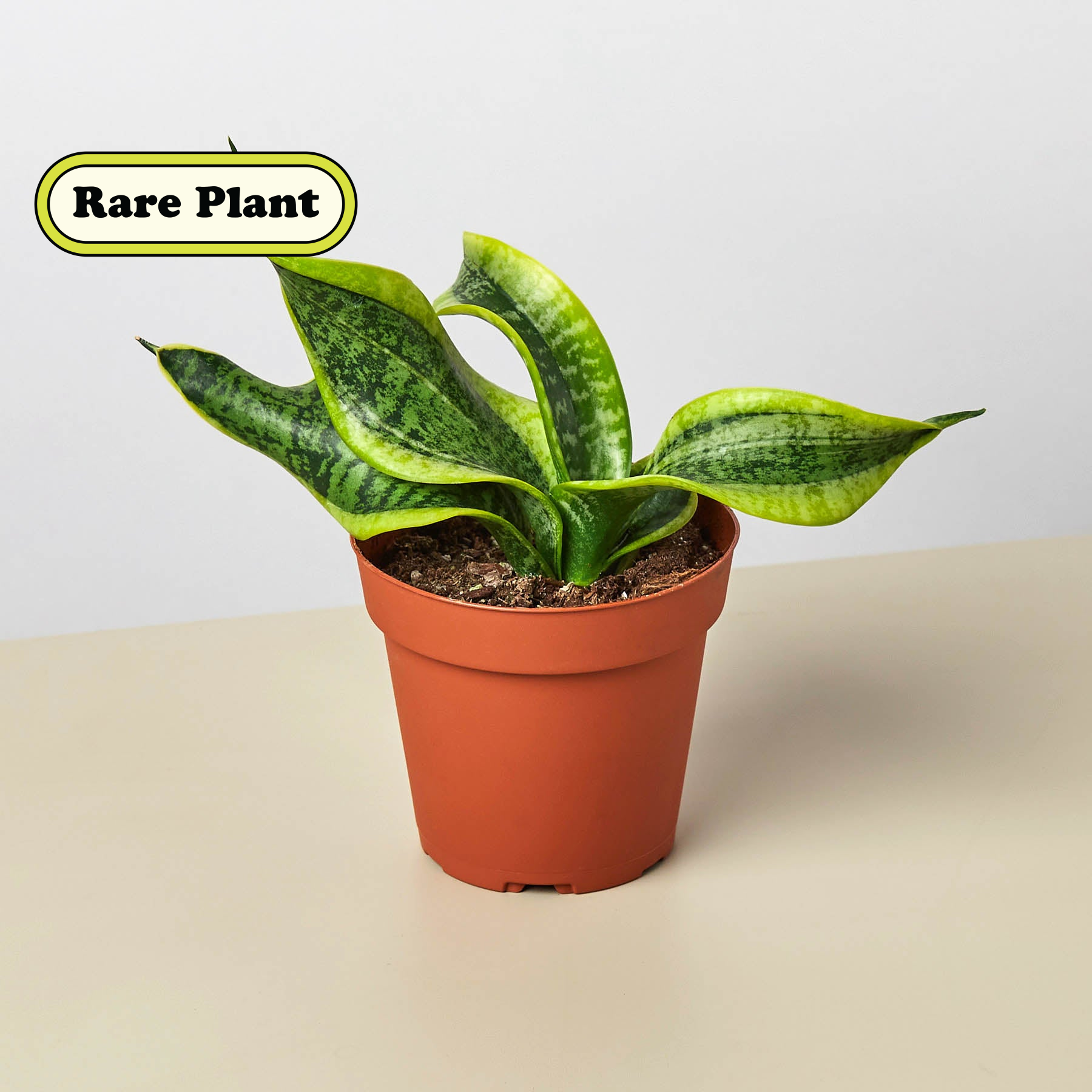 Snake Plant 'Twist'-Indoor Plants-The Succulent Source