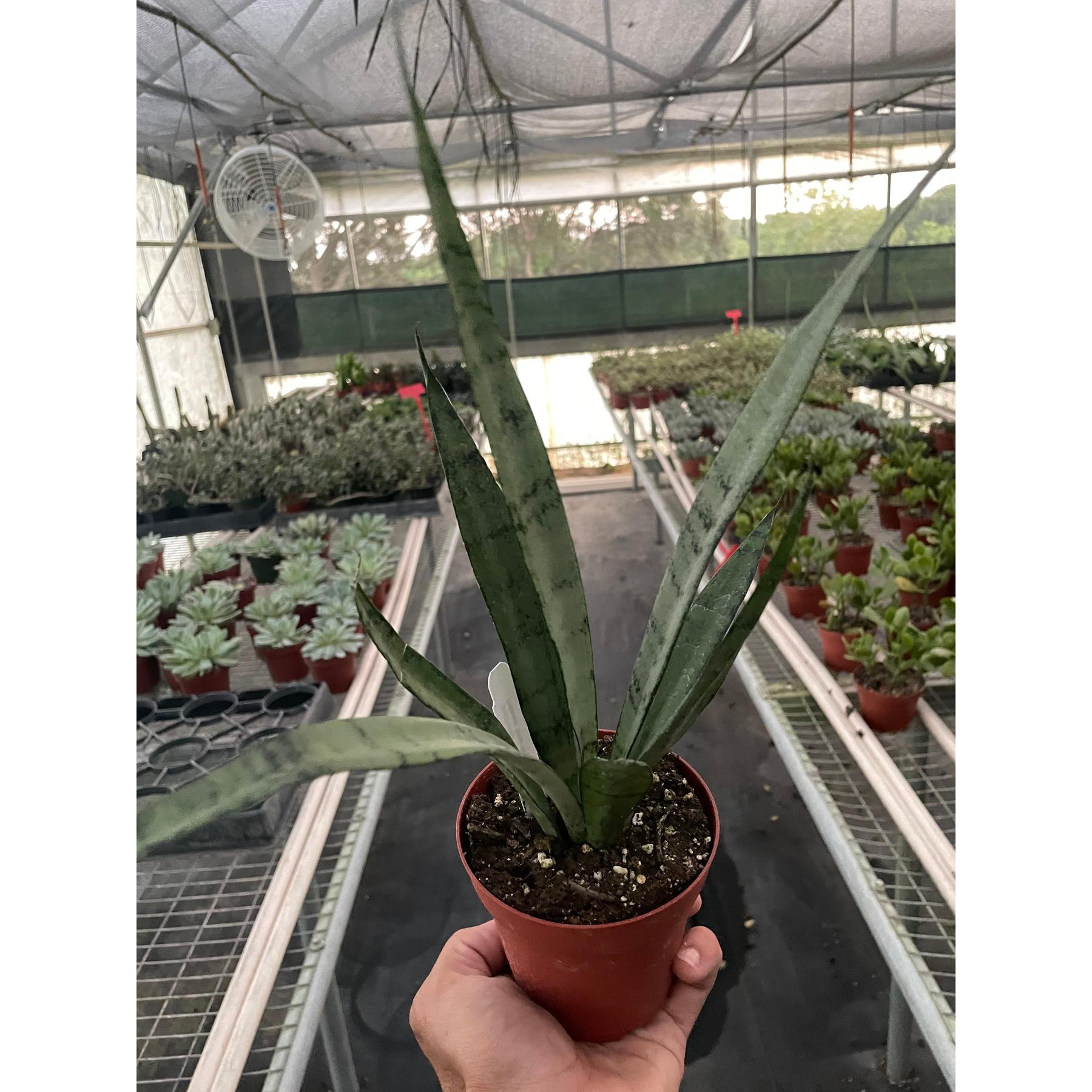 Snake 'Silver Princess'-6" Plant (1pk/$4.5) ($10 Ship/31oz)-The Succulent Source