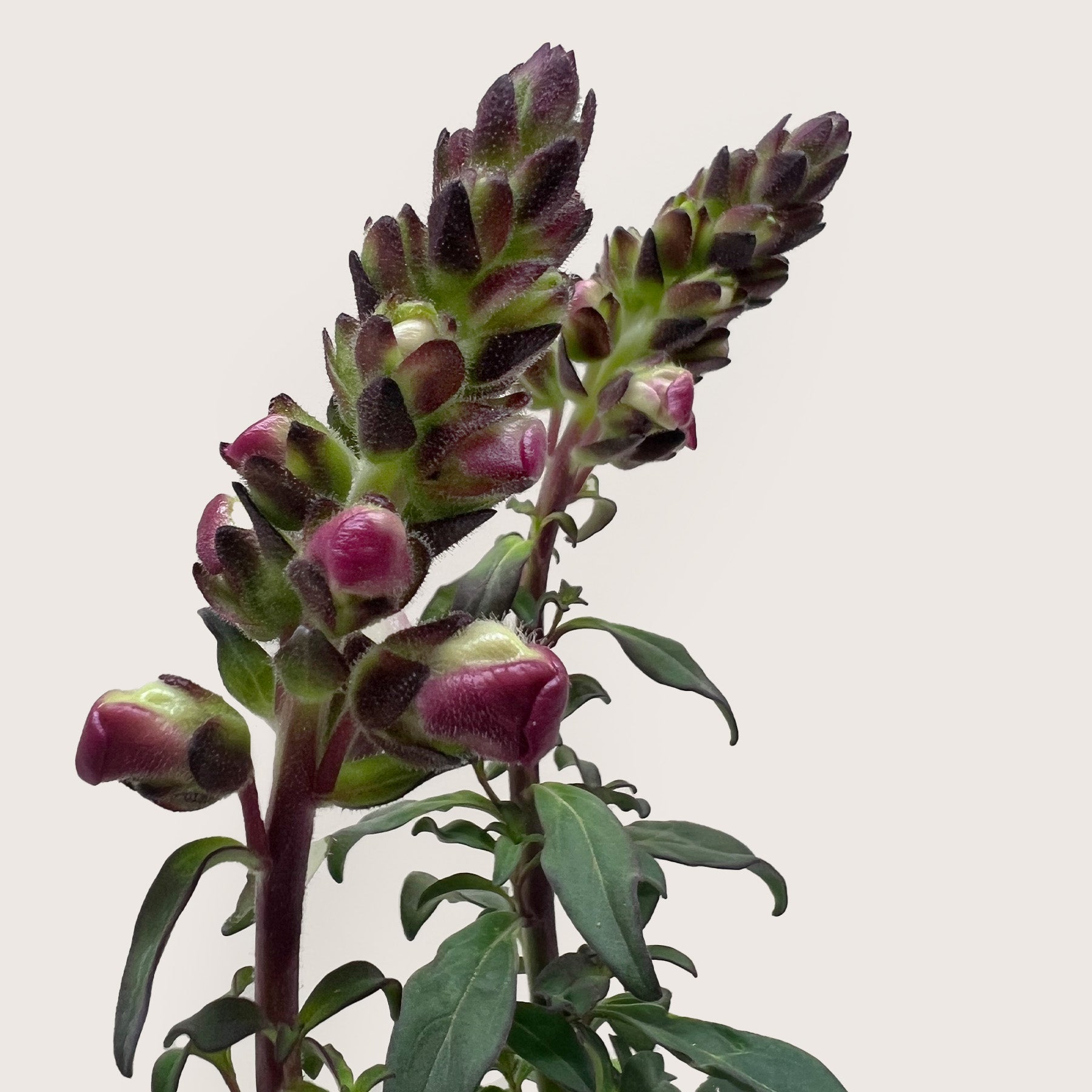 SnapDragon-Flowering-The Succulent Source