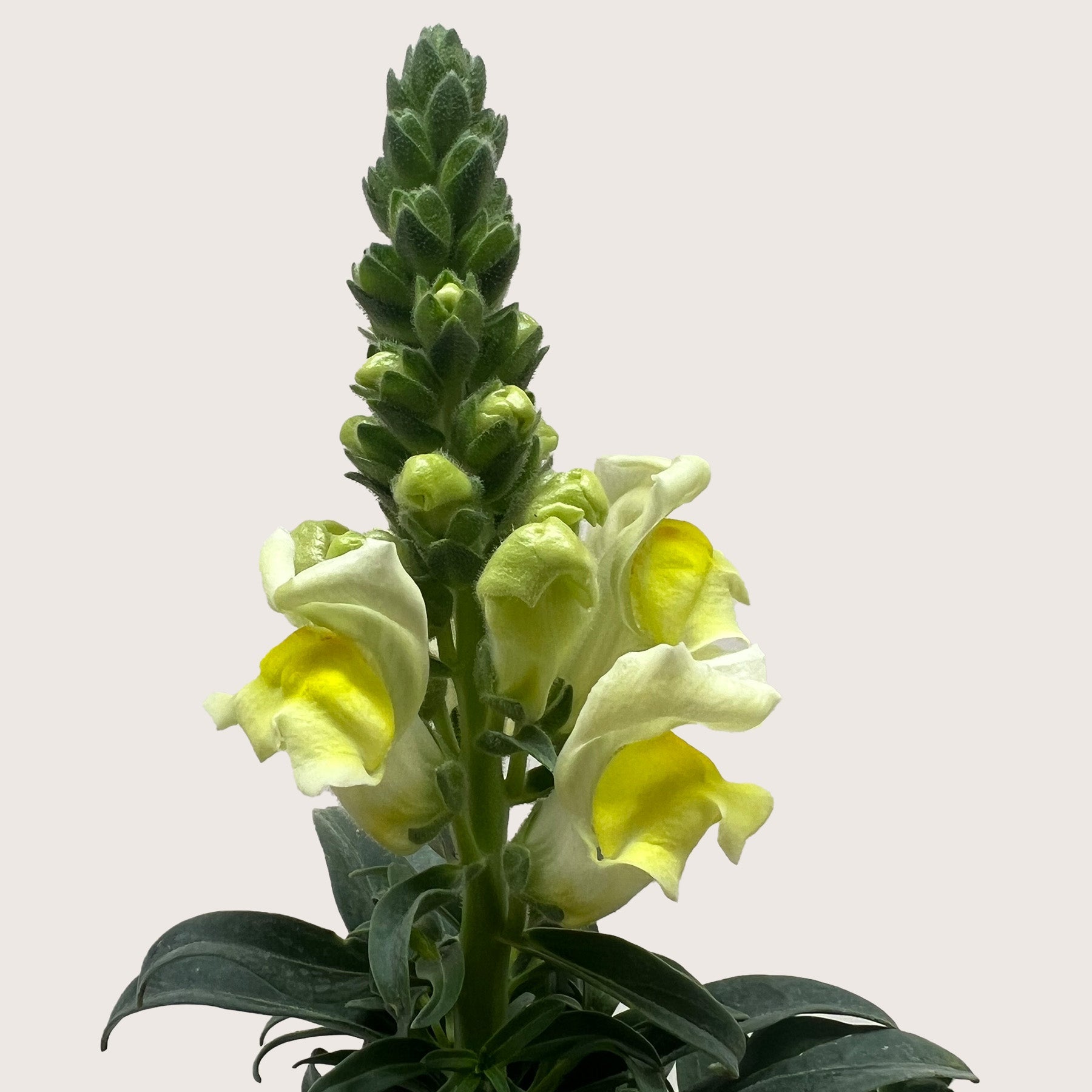 SnapDragon-Flowering-The Succulent Source