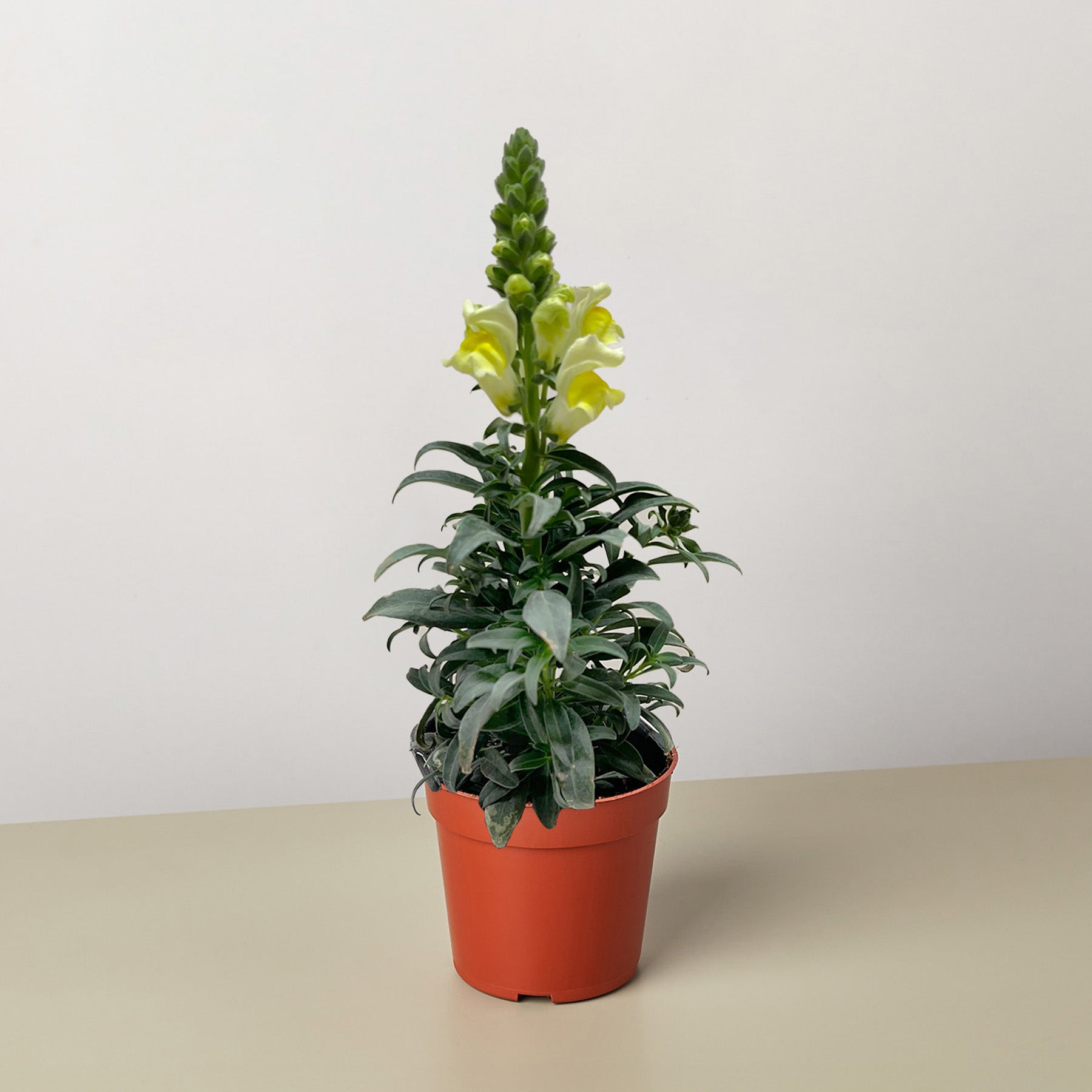 SnapDragon-Flowering-The Succulent Source