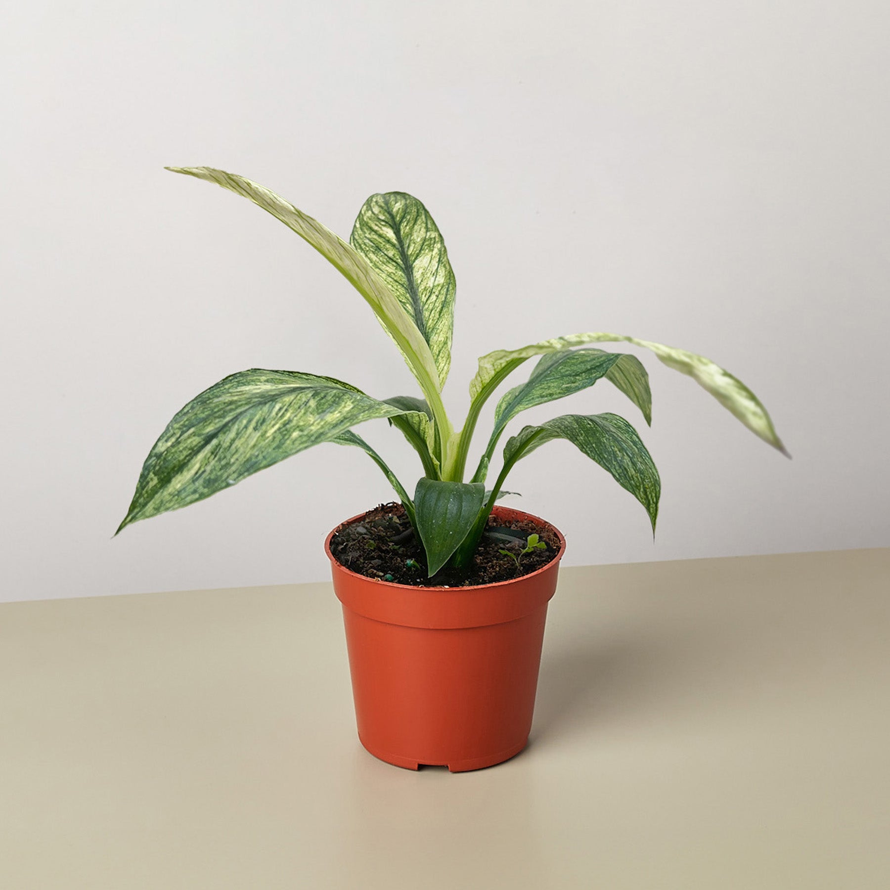 Spathiphyllum Jessica-Default-The Succulent Source