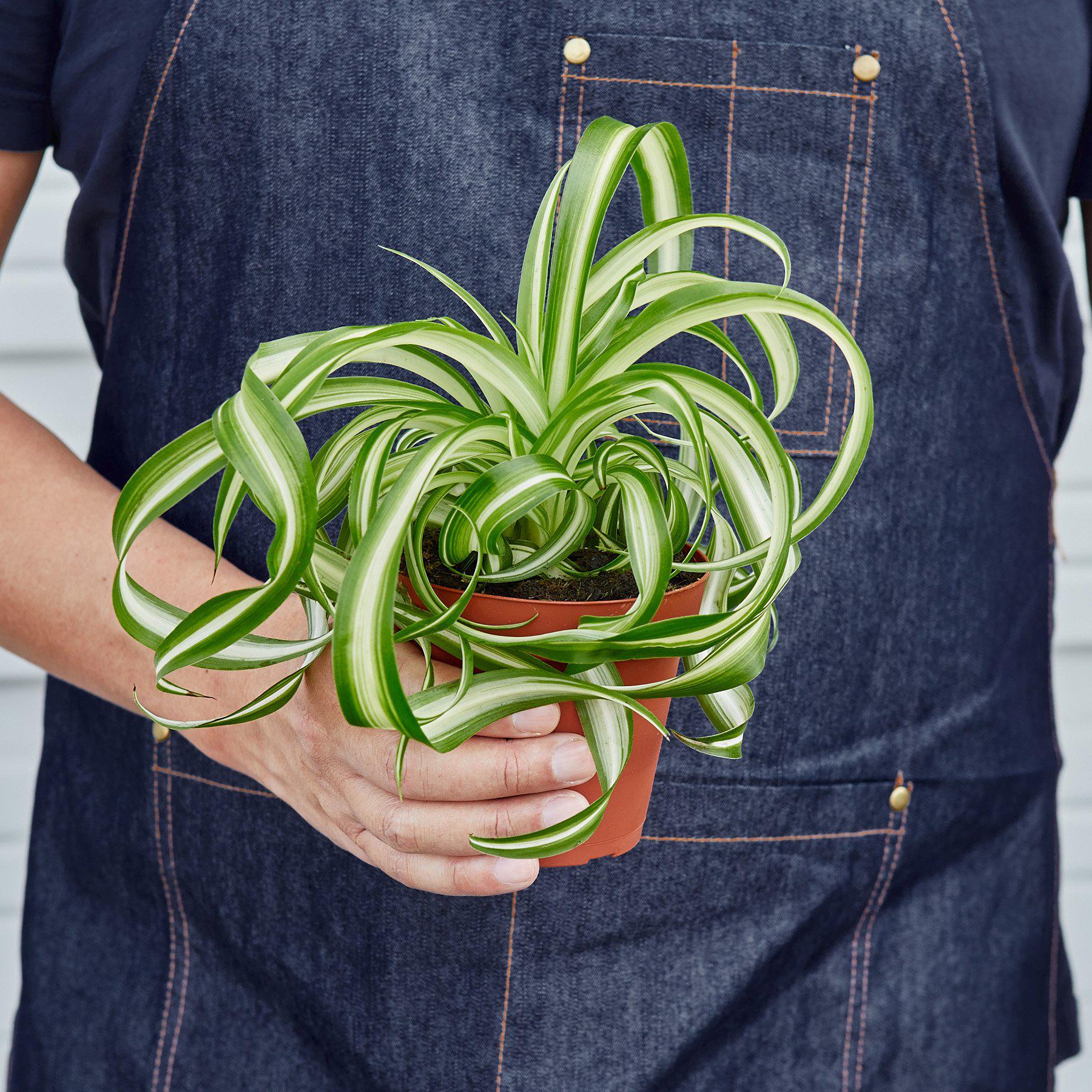 Spider Plant 'Bonnie'-Indoor Plants-The Succulent Source