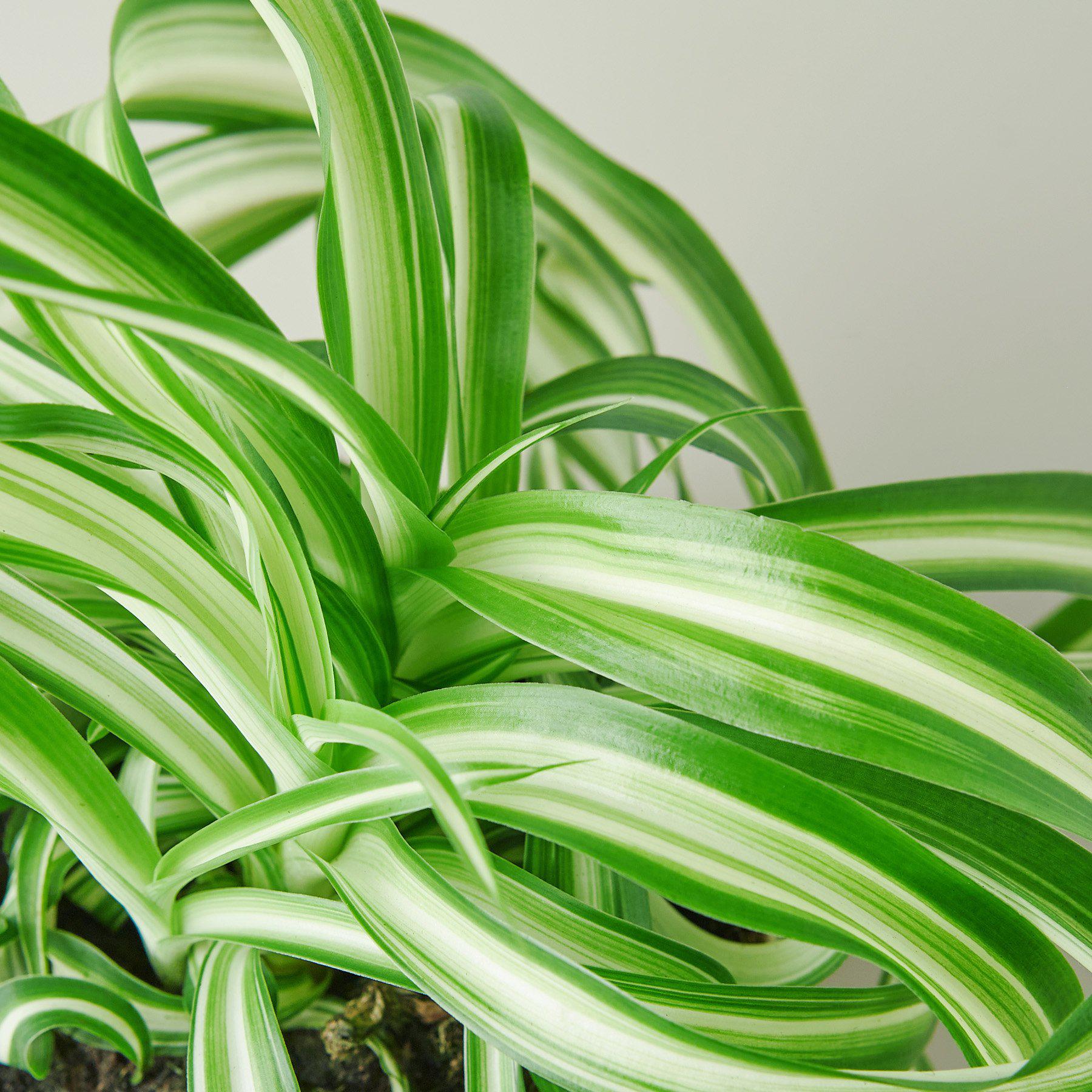 Spider Plant 'Bonnie'-Indoor Plants-The Succulent Source