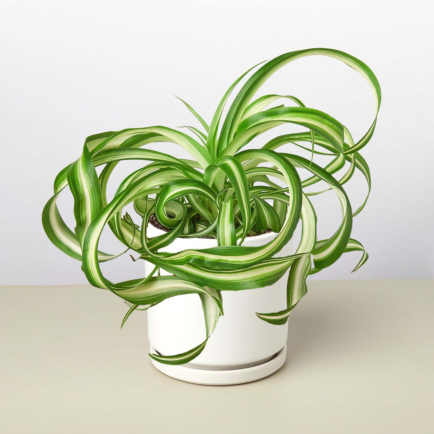 Spider Plant 'Bonnie'-Indoor Plants-The Succulent Source