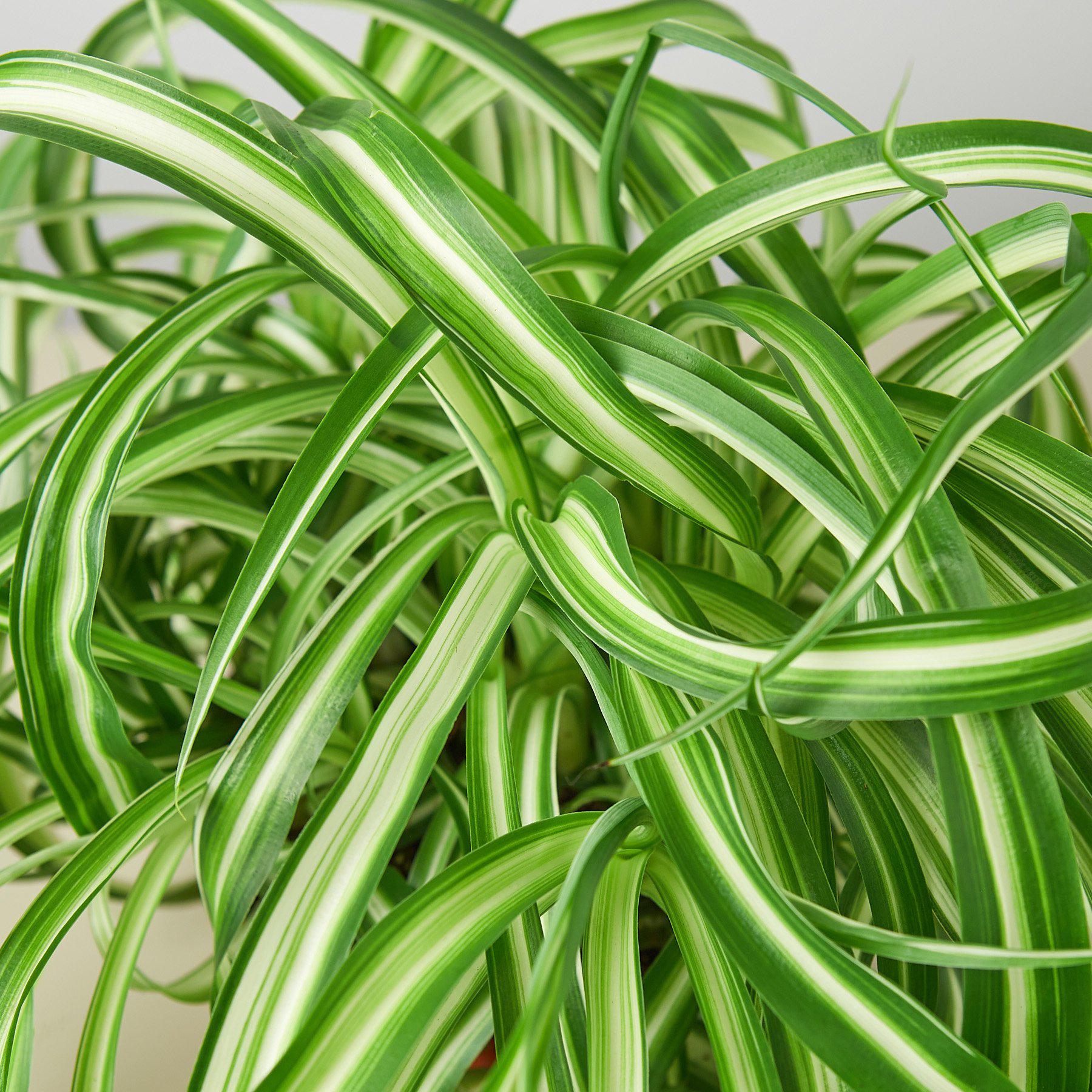 Spider Plant 'Bonnie'-Indoor Plants-The Succulent Source