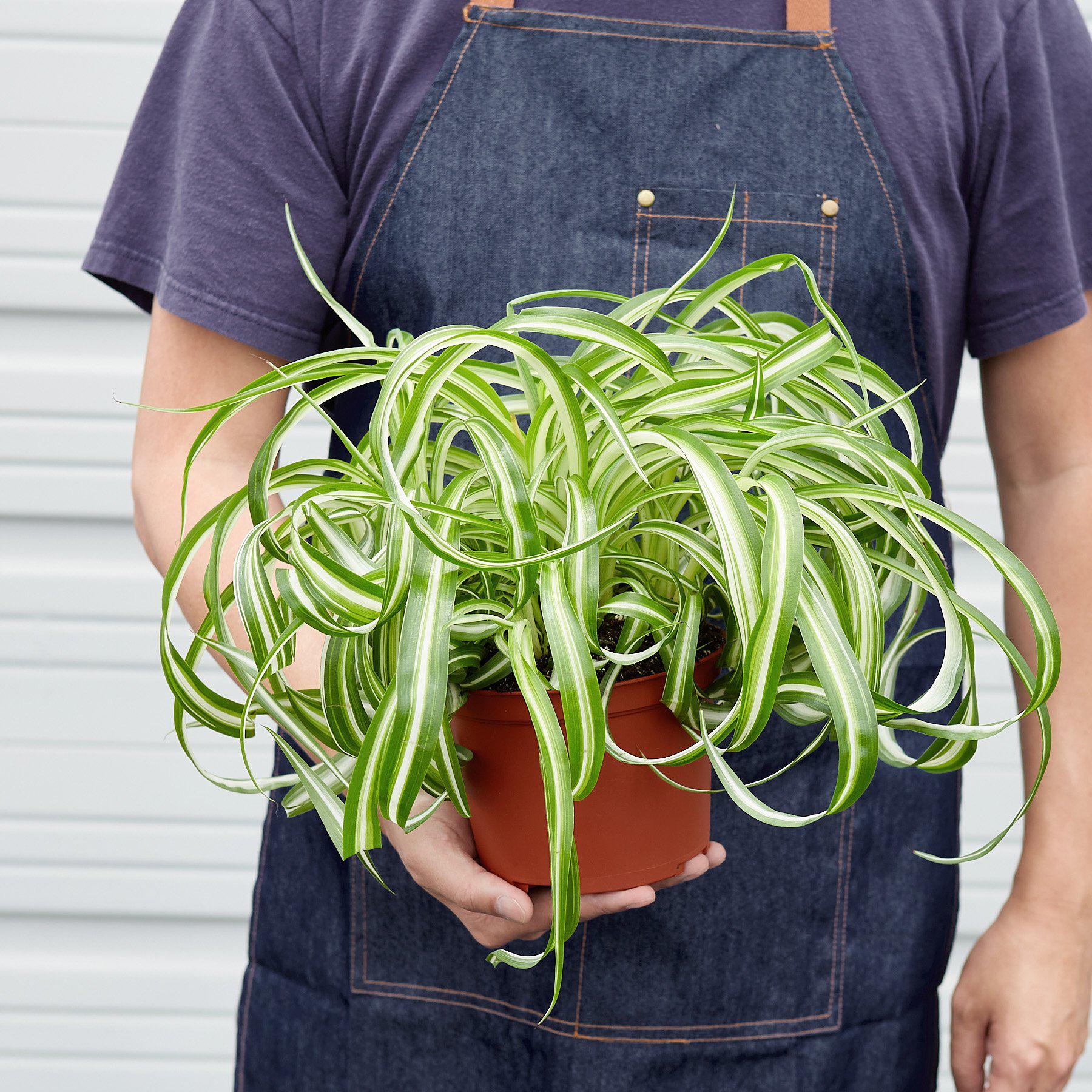Spider Plant 'Bonnie'-Indoor Plants-The Succulent Source