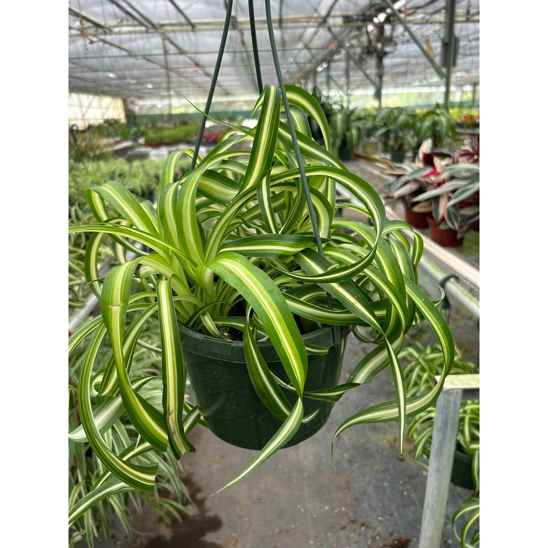 Spider Plant 'Bonnie'-Indoor Plants-The Succulent Source