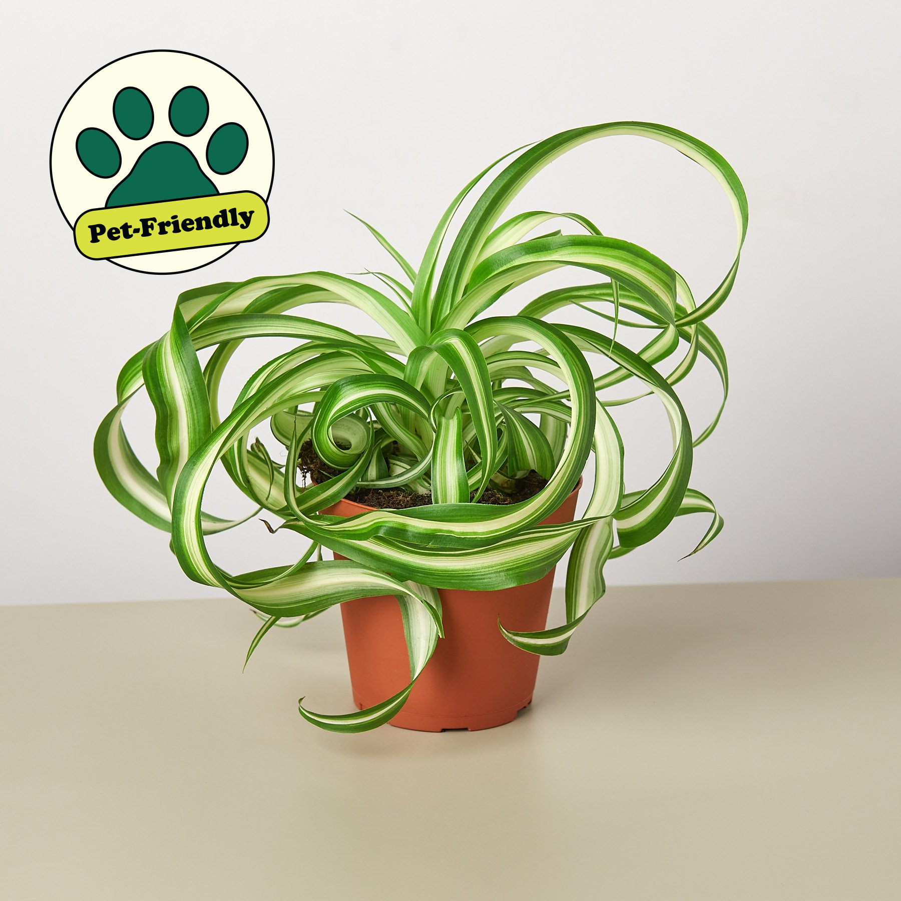 Spider Plant 'Bonnie'-Indoor Plants-The Succulent Source