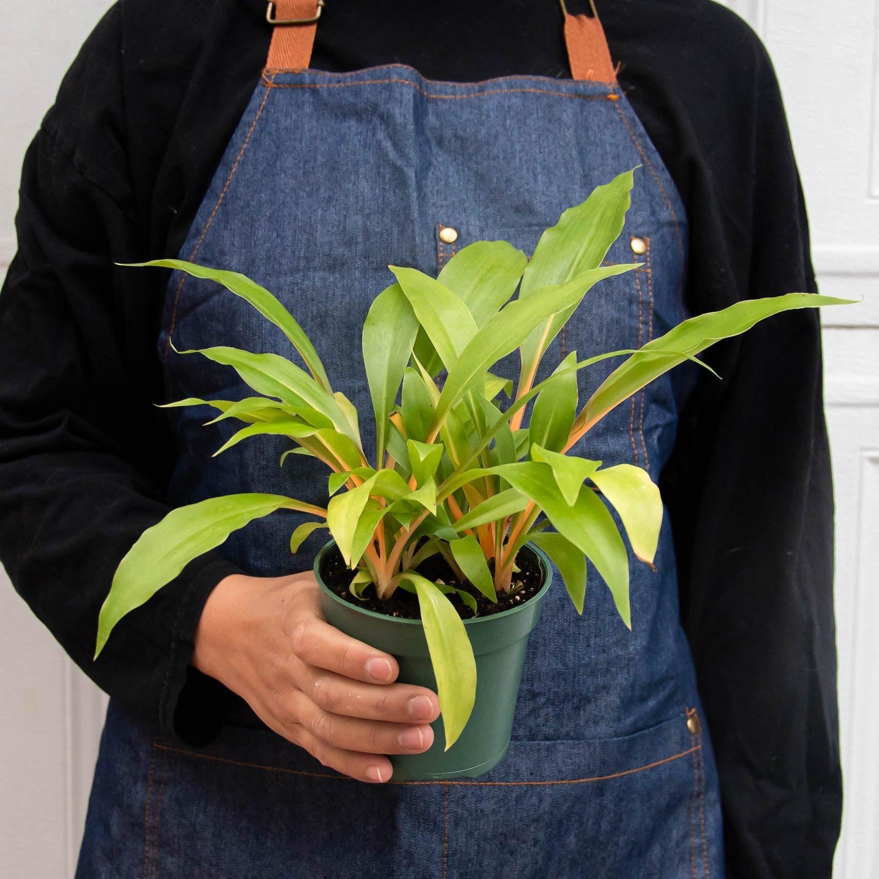 Spider Plant 'Fire Flash'-Indoor Plants-The Succulent Source