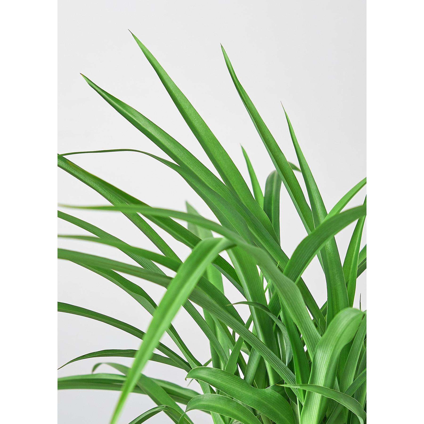 Spider Plant 'Green'-Indoor Plants-The Succulent Source