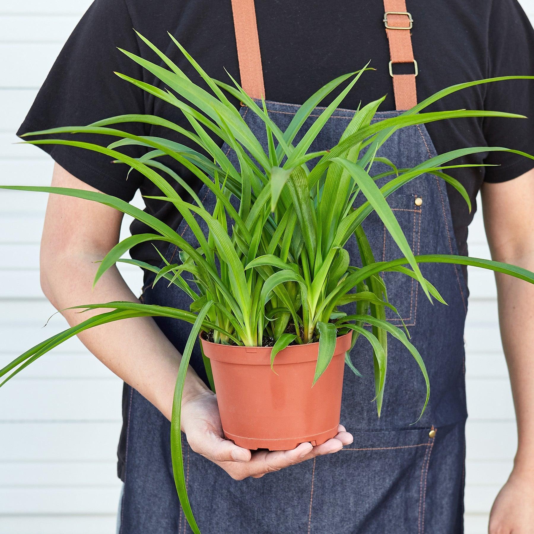 Spider Plant 'Green'-Indoor Plants-The Succulent Source