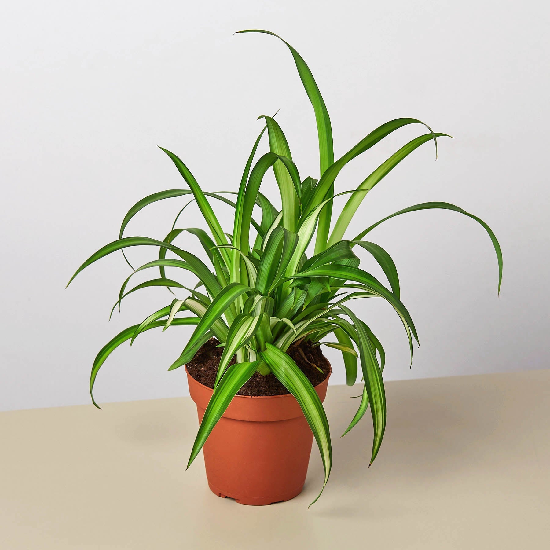 spider plant bloom Spider Plant 'Hawaiian'