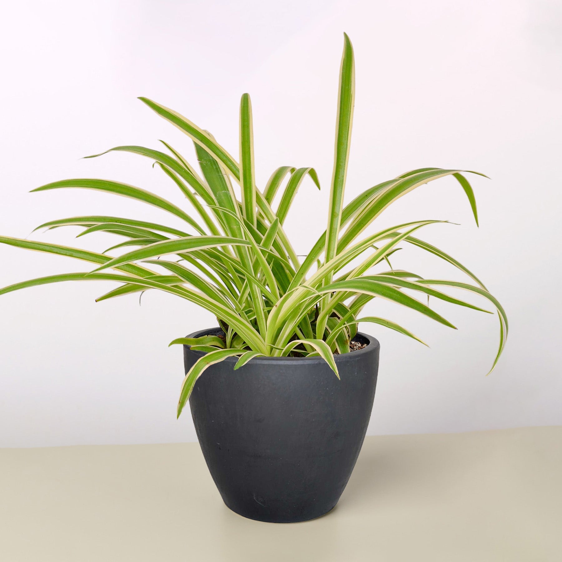Spider Plant 'Reverse'-Indoor Plants-The Succulent Source