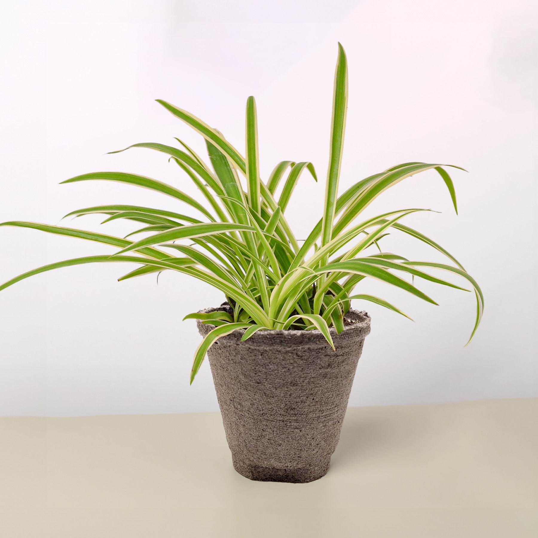 Spider Plant 'Reverse'-Indoor Plants-The Succulent Source