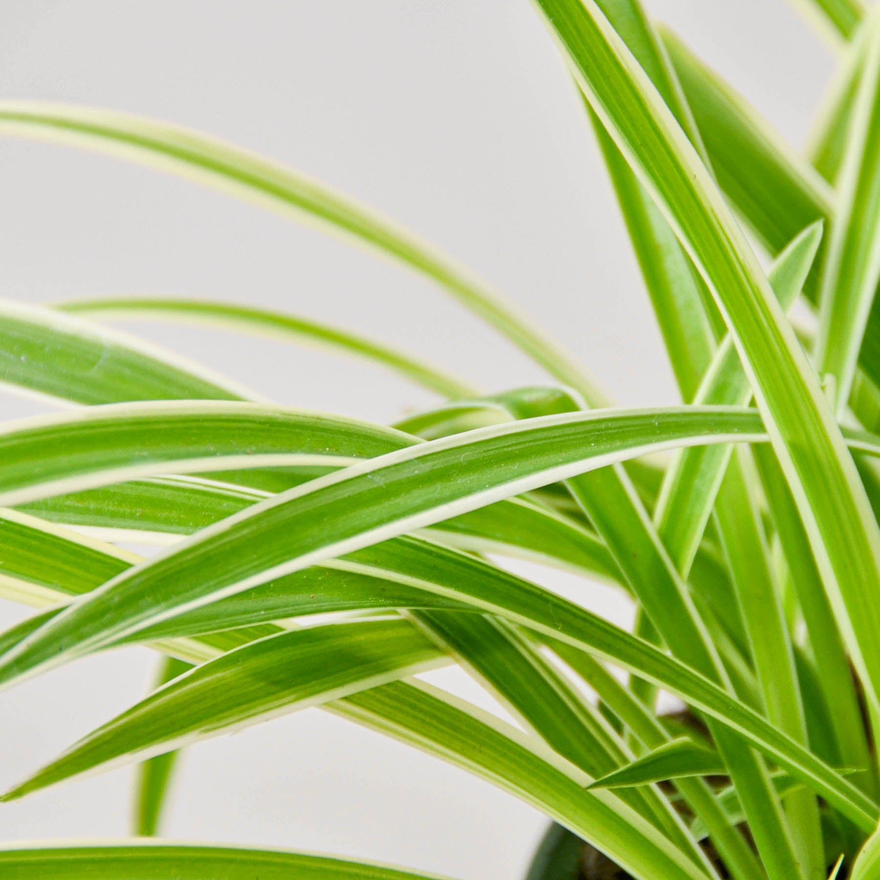 Spider Plant 'Reverse'-Indoor Plants-The Succulent Source