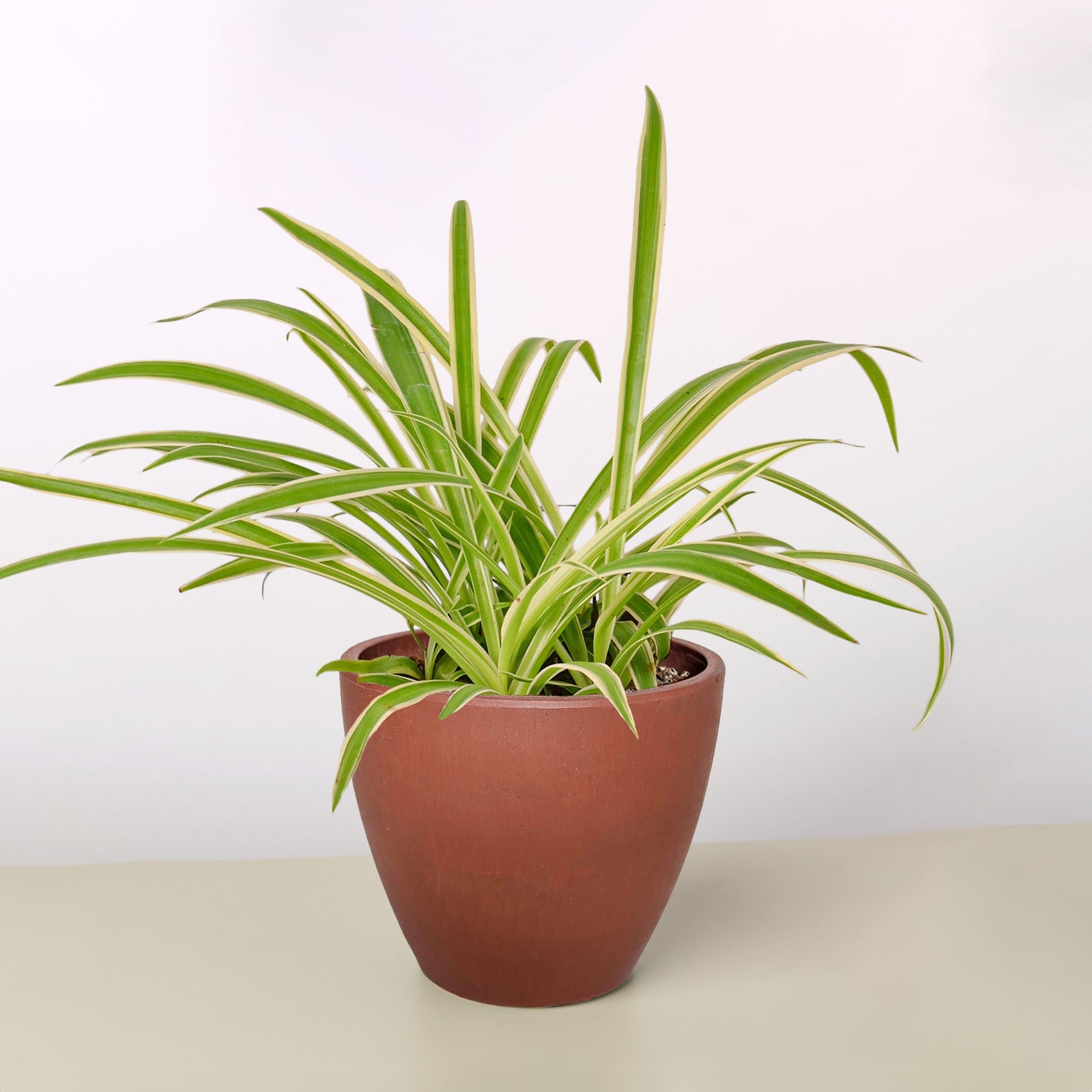 Spider Plant 'Reverse'-Indoor Plants-The Succulent Source