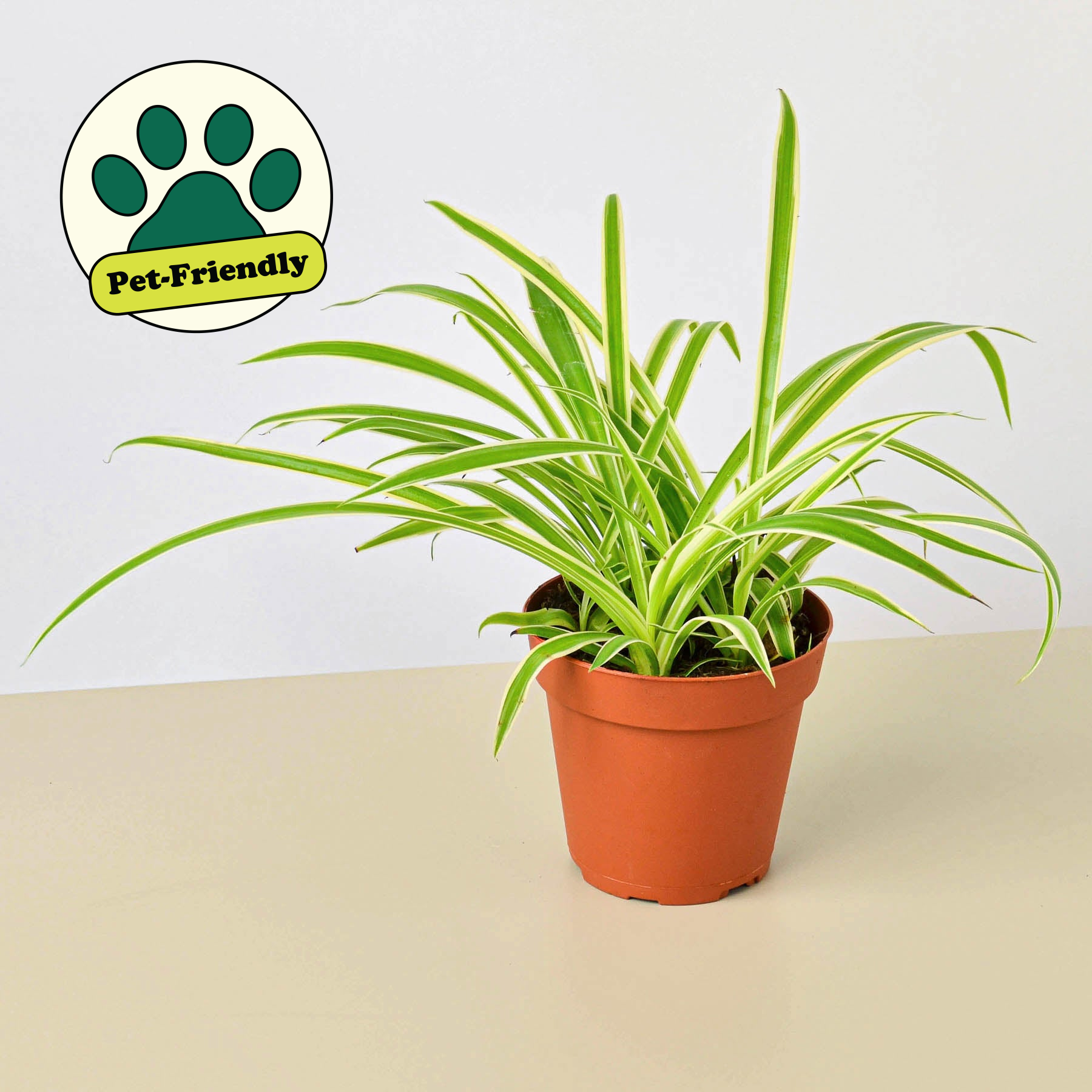 Spider Plant 'Reverse'-Indoor Plants-The Succulent Source