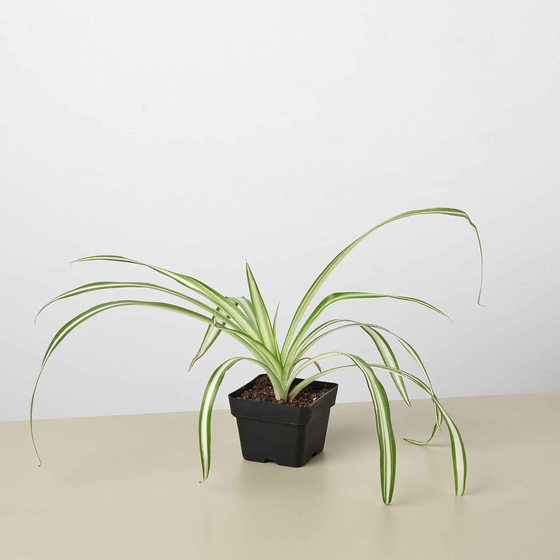 Spider Plant 'Reverse'-Indoor Plants-The Succulent Source